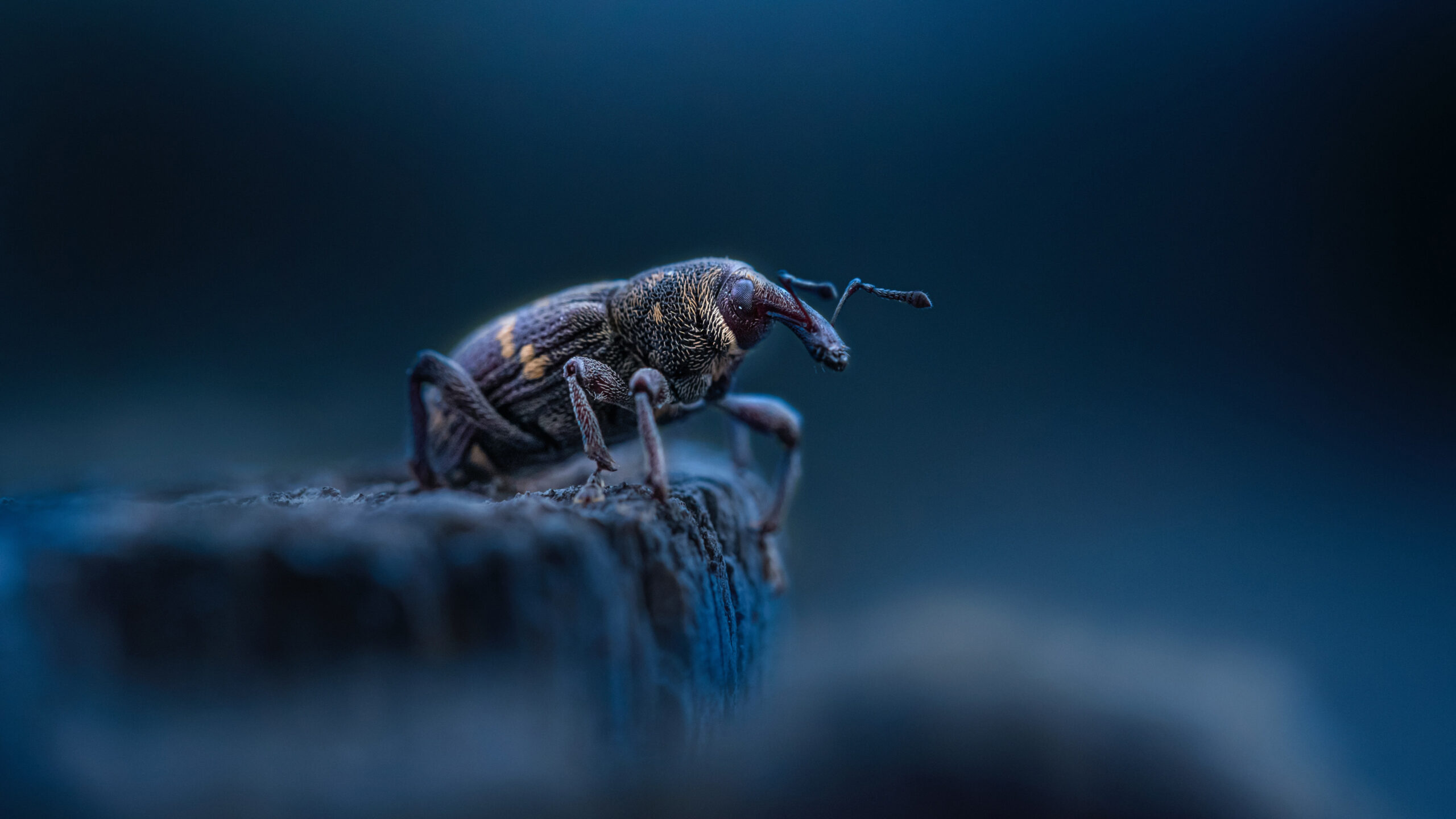 Beetle Weevil Sting In Dark Wallpaper K K 2K Beetle
