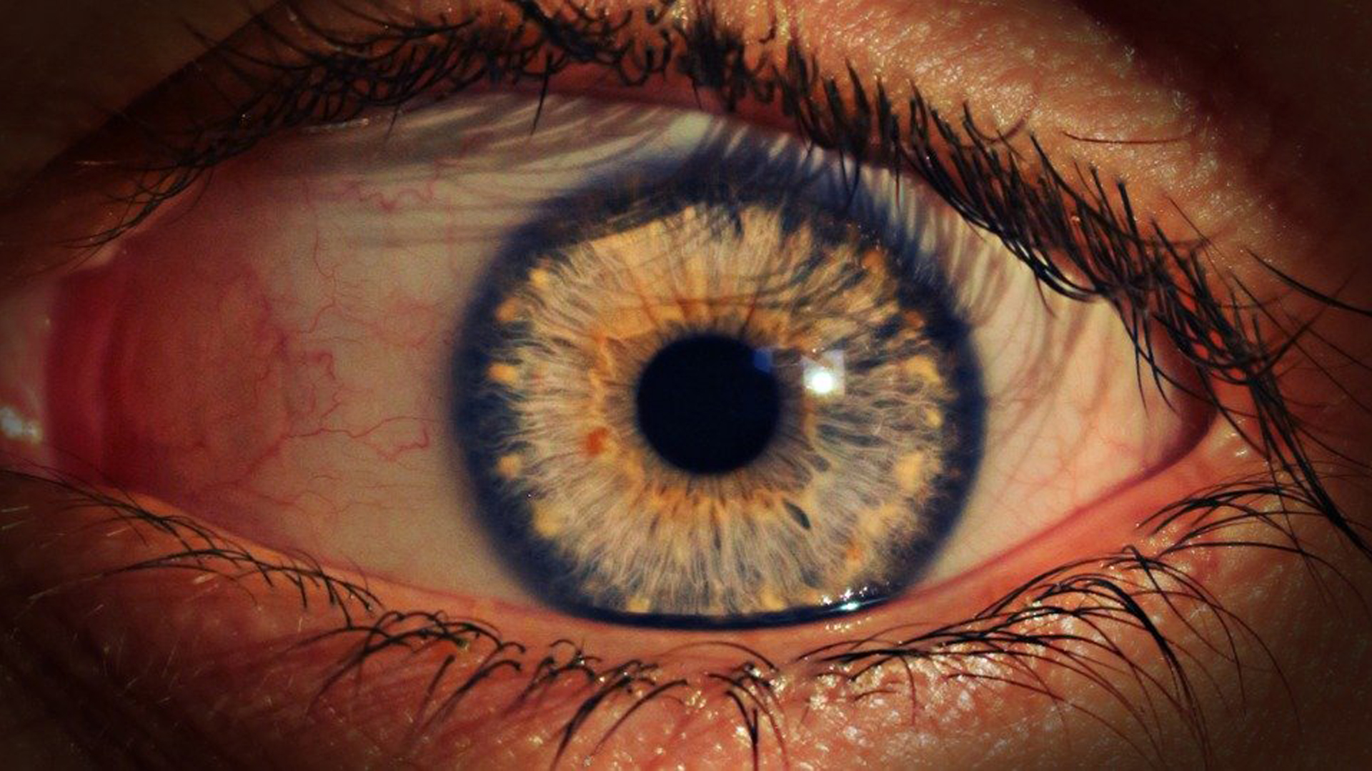 Closeup View Of Eyelashes Yellow Black Iris Evil Eye 2K Evil Eye