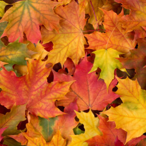 Colorful Autumn Trees Leaves K K 2K Autumn