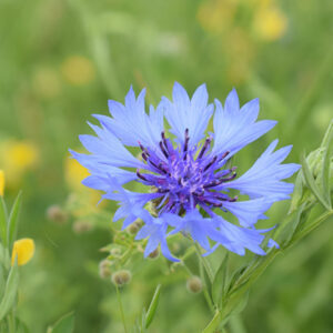 Blue Cornflowers In Blur Green Wallpaper 2K Flowers