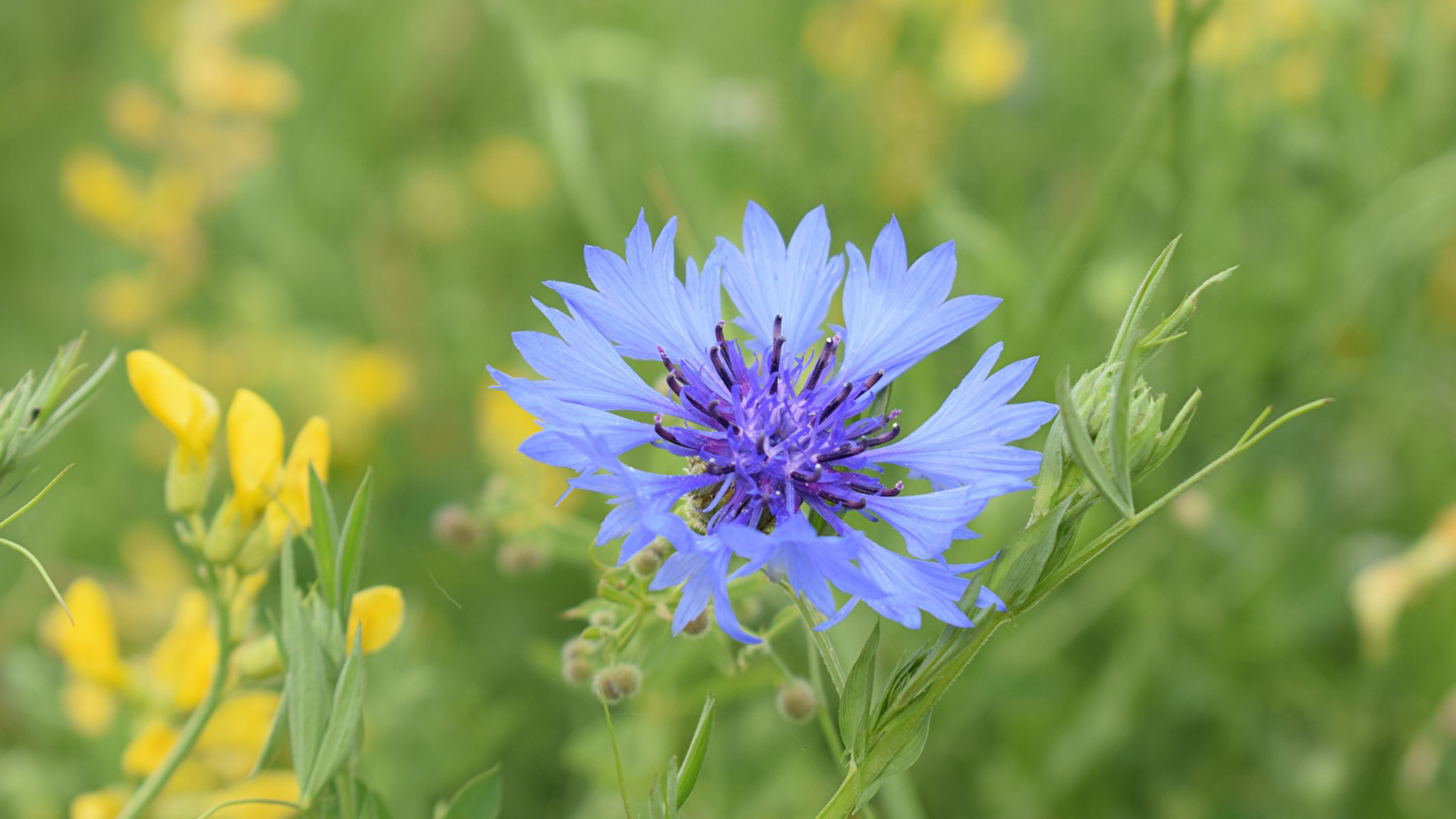 Blue Cornflowers In Blur Green Wallpaper 2K Flowers