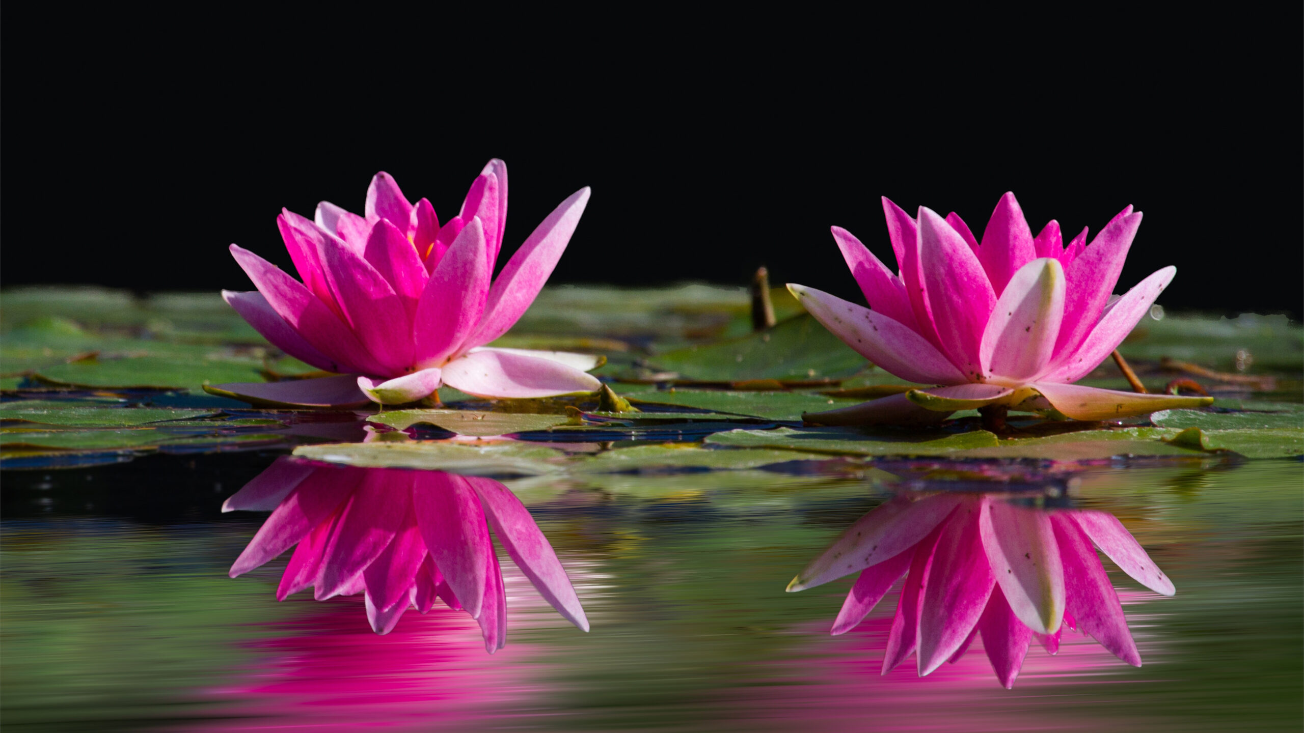 Pink Lotus Flowers With Leaves On Water With Reflection K 2K Flowers