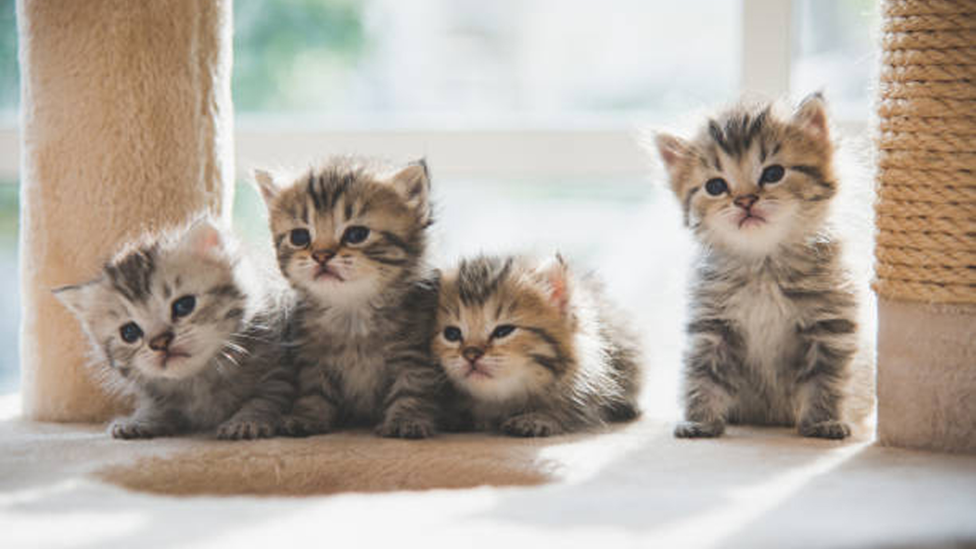Four Cute Cat Kittens In Blur Wallpaper 2K Cute Cat
