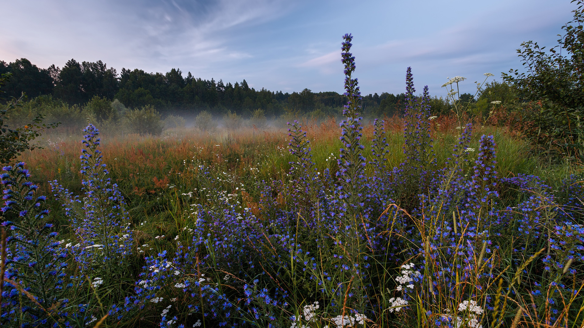 Flowers And Grass Field Meadow During Dawn Morning 2K Nature