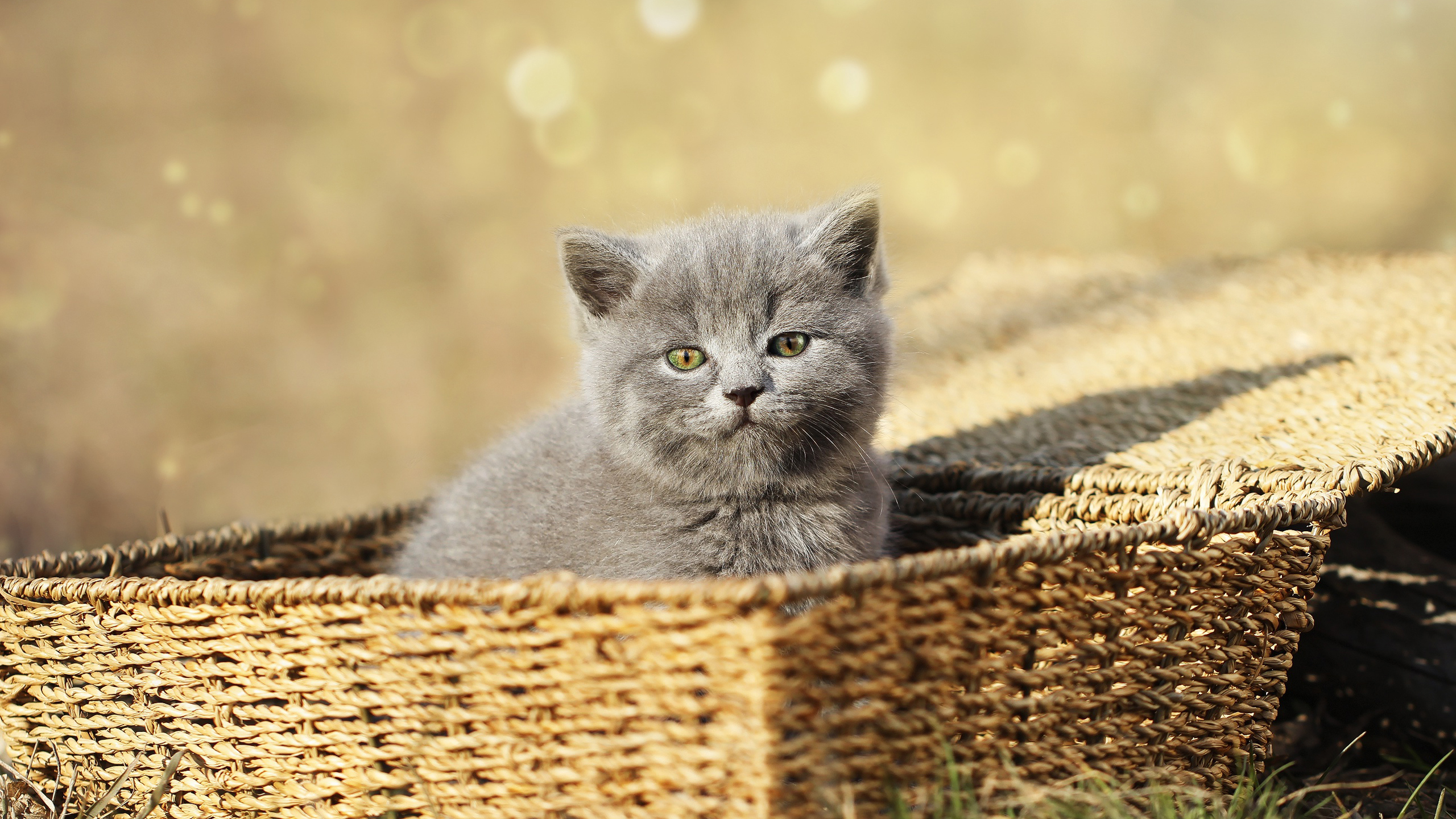 Dark Grey Cat Is Sitting Inside Bamboo Basket In Bokeh Wallpaper 2K Cat