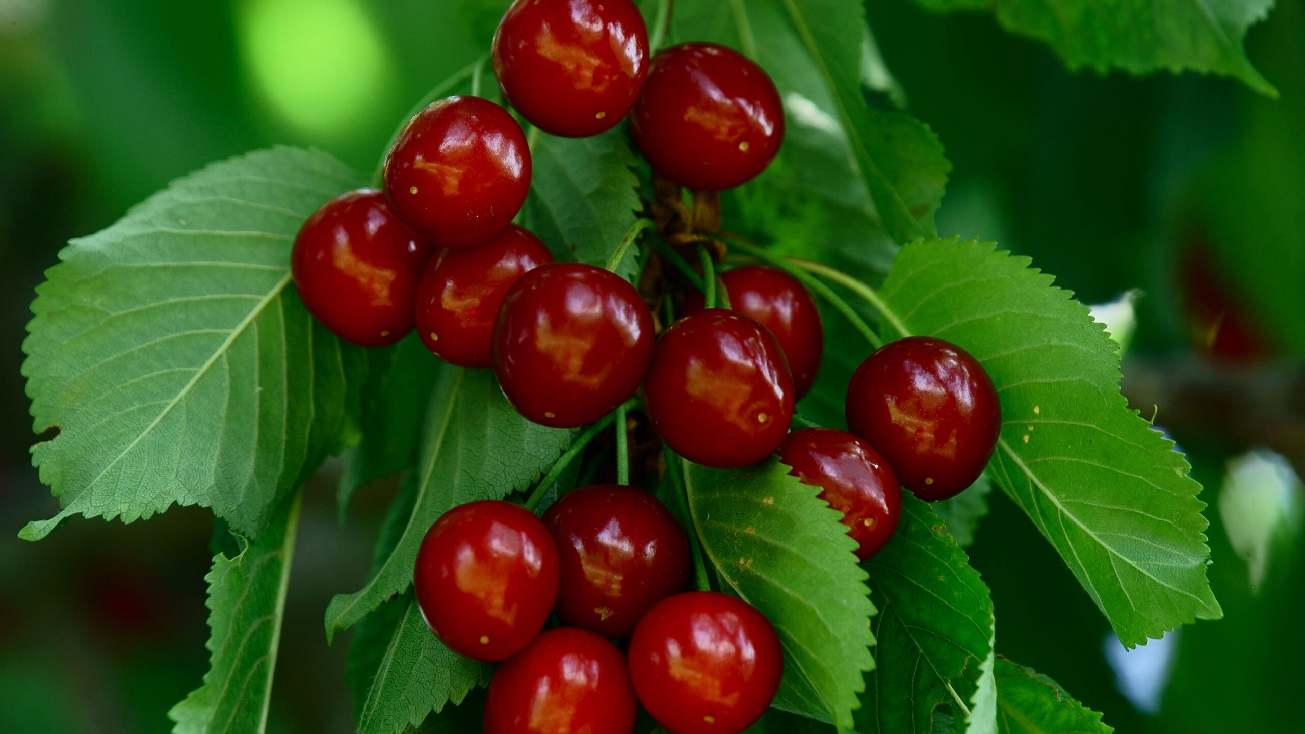 Red Cherry Berries With Leaves Tree Branches Photography K 2K Photography