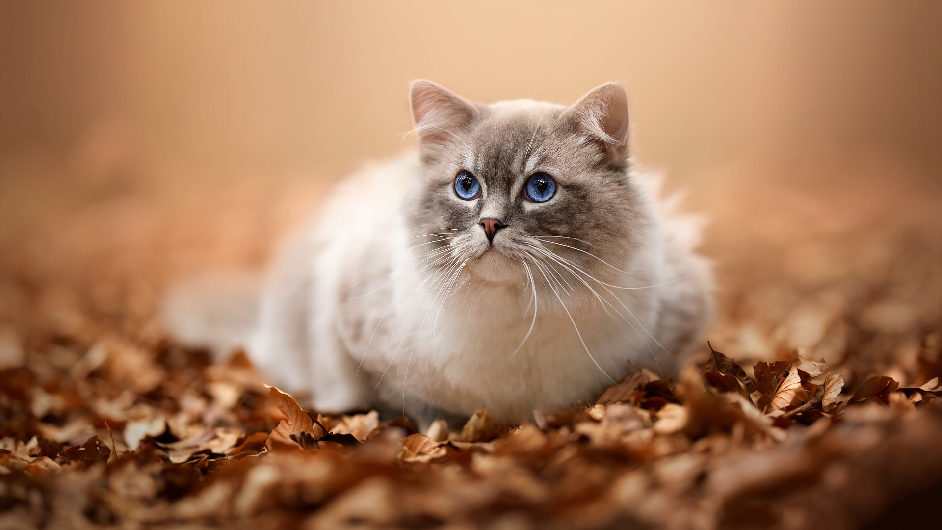 Blue Eyes Ragdoll Cat Is Sitting On Dry Leaves In Blur Wallpaper 2K Cat