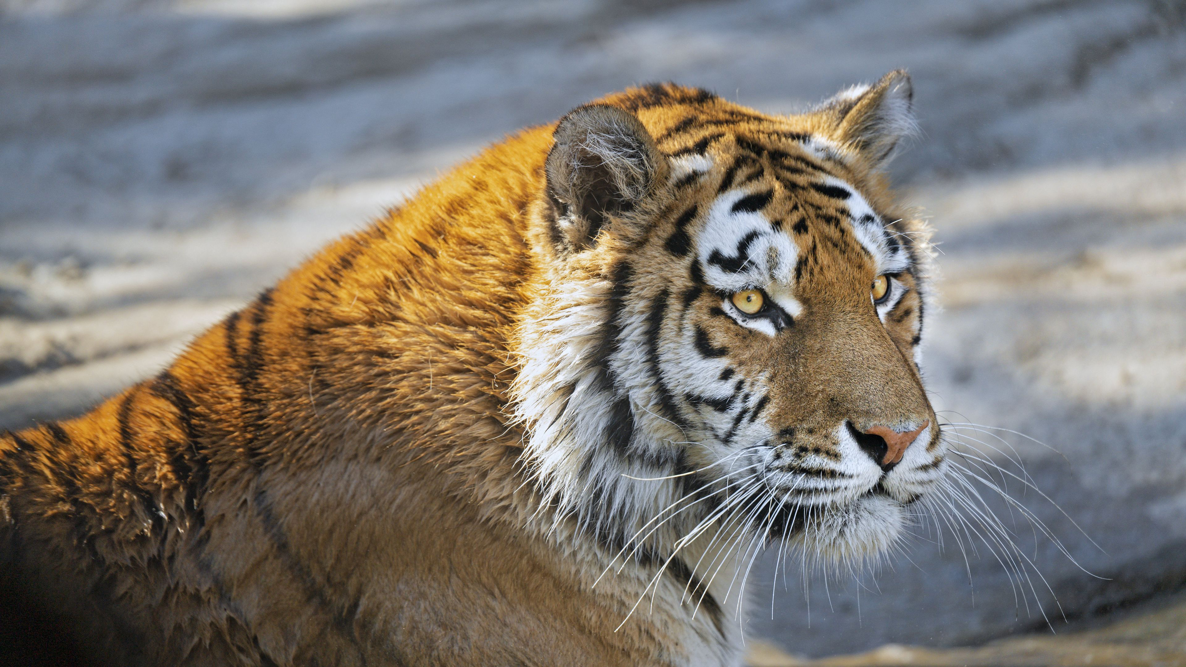 Tiger Predator Glance Big Cat Face K 2K