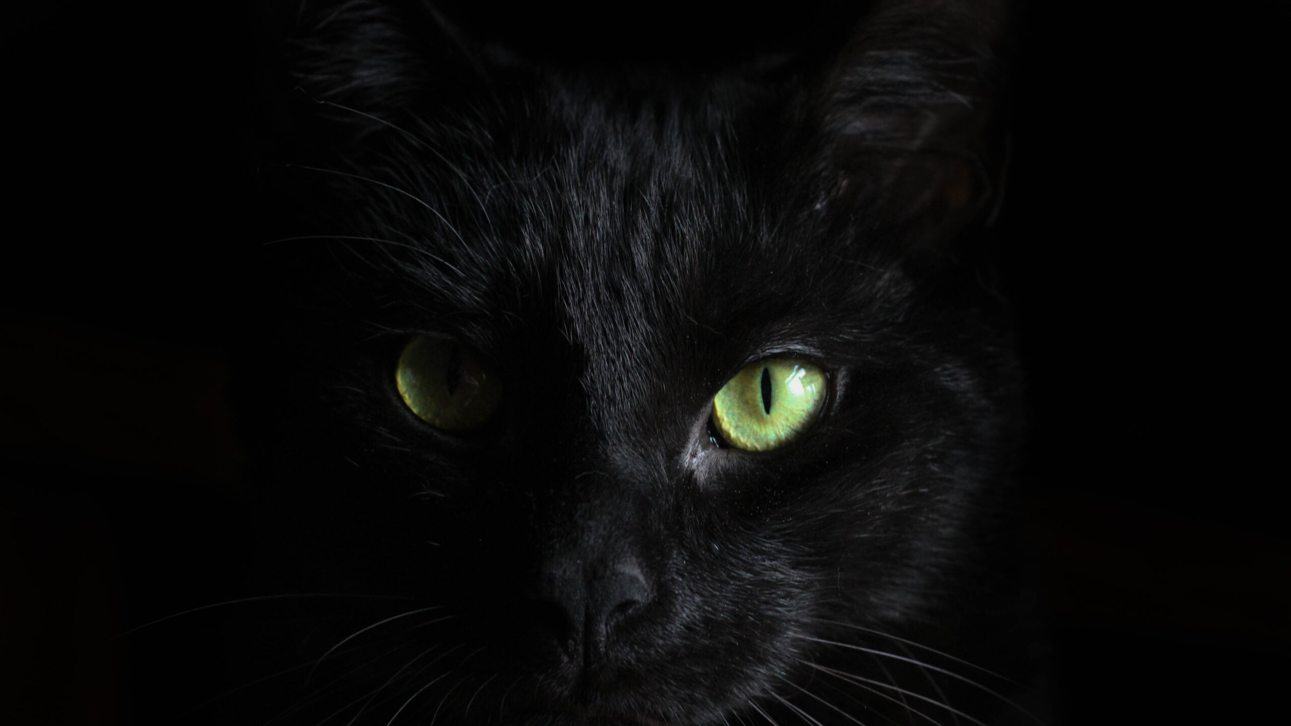 Green Eyes Black Cat Dark Theme Black Wallpaper K 2K Dark Theme