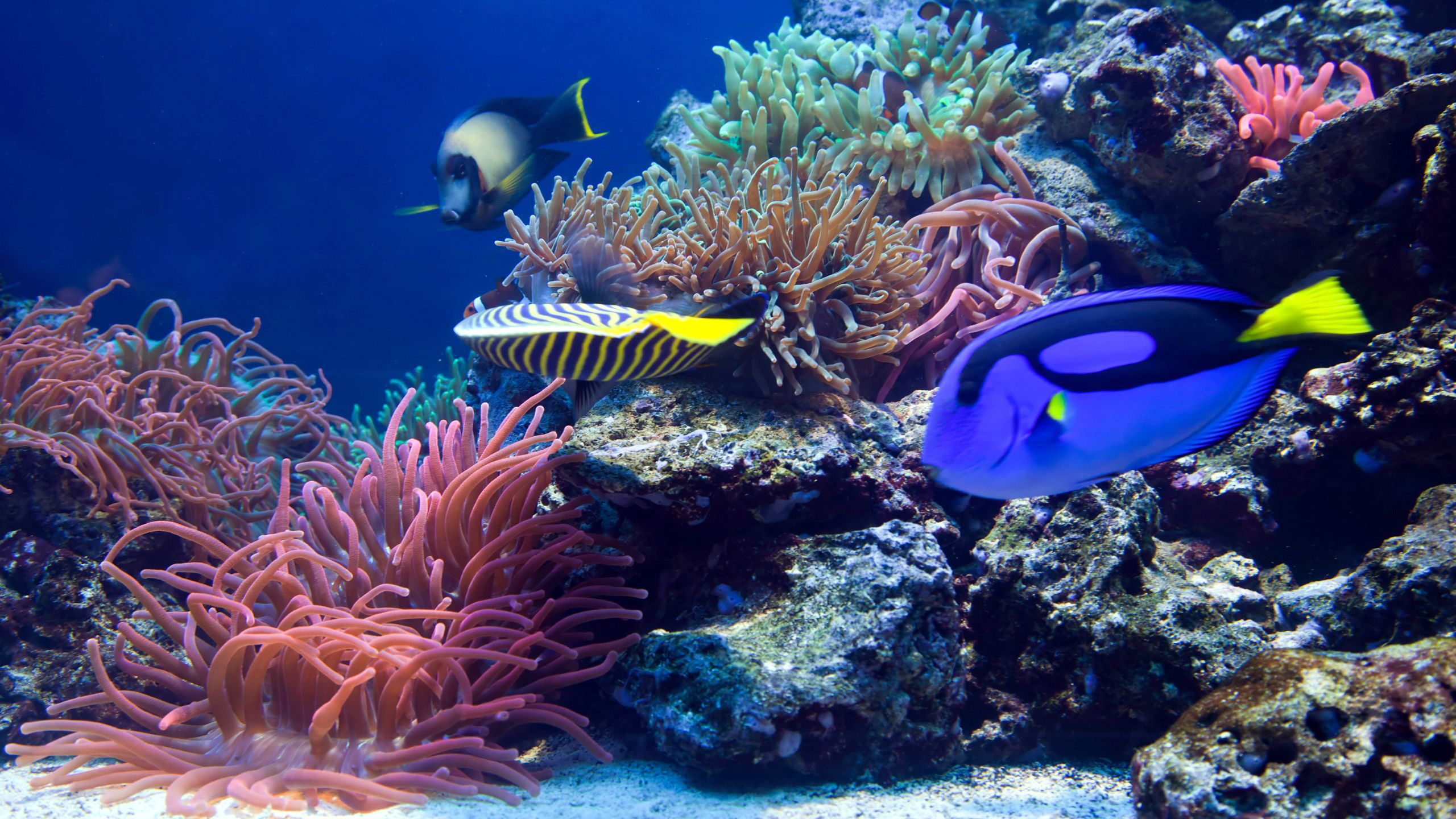 Yellow Blue Shoal Of Fish Near Coral Reefs 2K Animals
