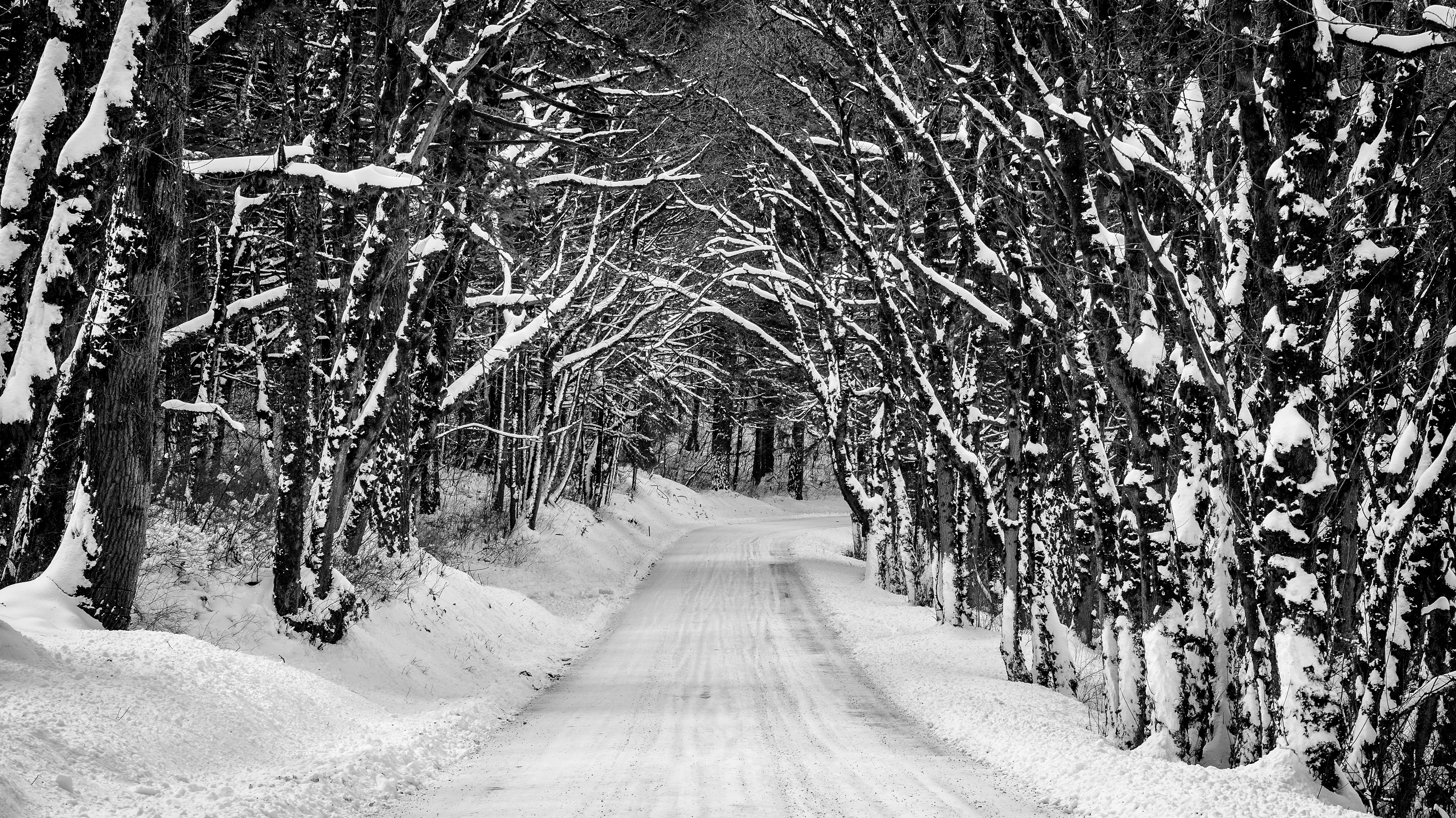 Road Between Trees Covered With Snow During Winter K 2K Nature