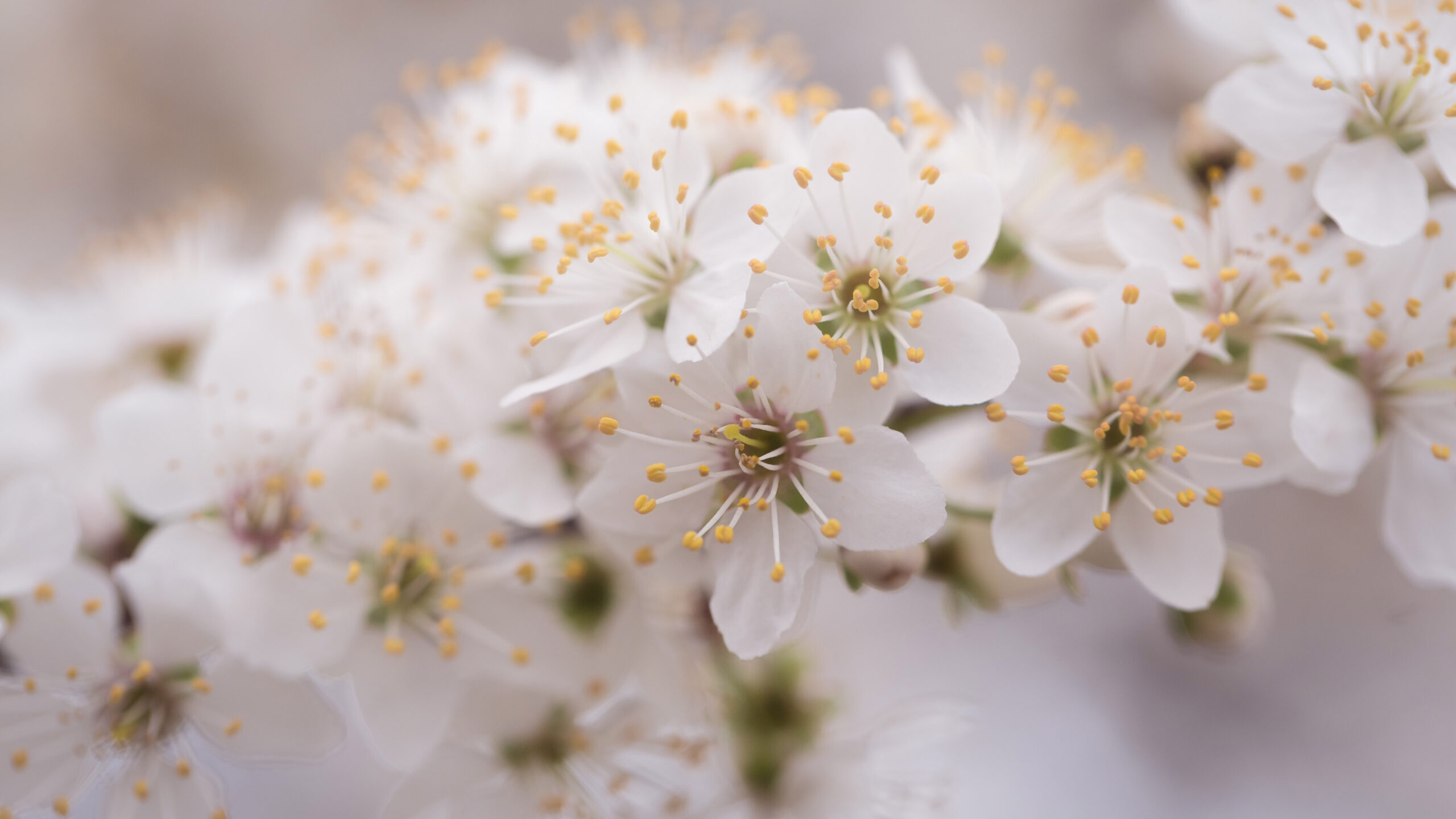 Blossom White Flowers In Blur Wallpaper K K 2K Flowers