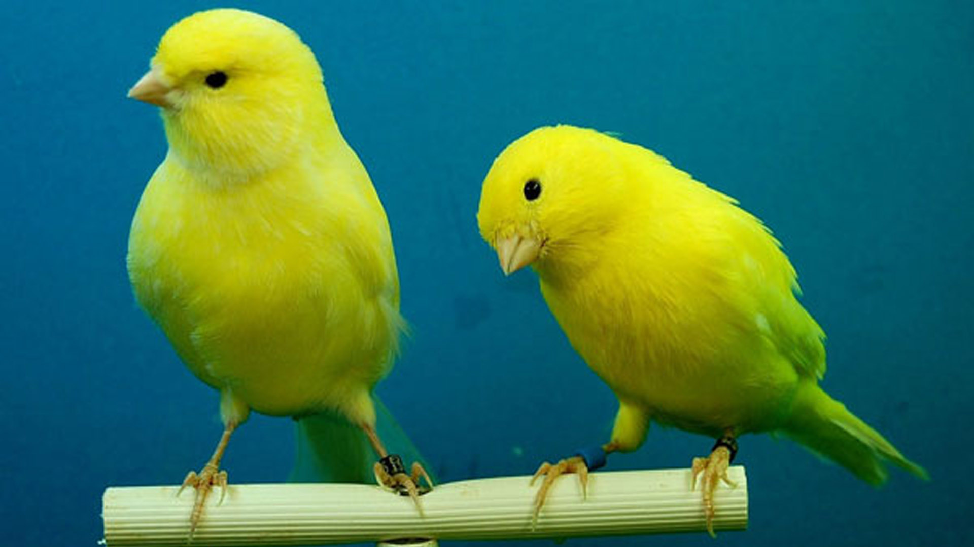 Yellow Canaries Birds In Blue Wallpaper 2K Birds