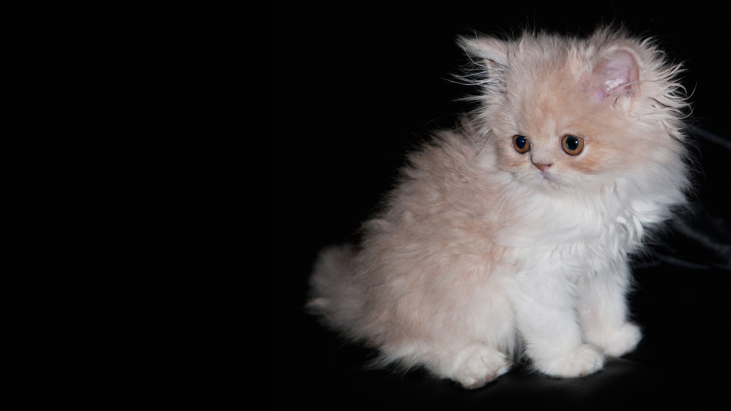 White Fur Cat Kitten Is Sitting On Black Cloth In Dark Wallpaper 2K Kitten