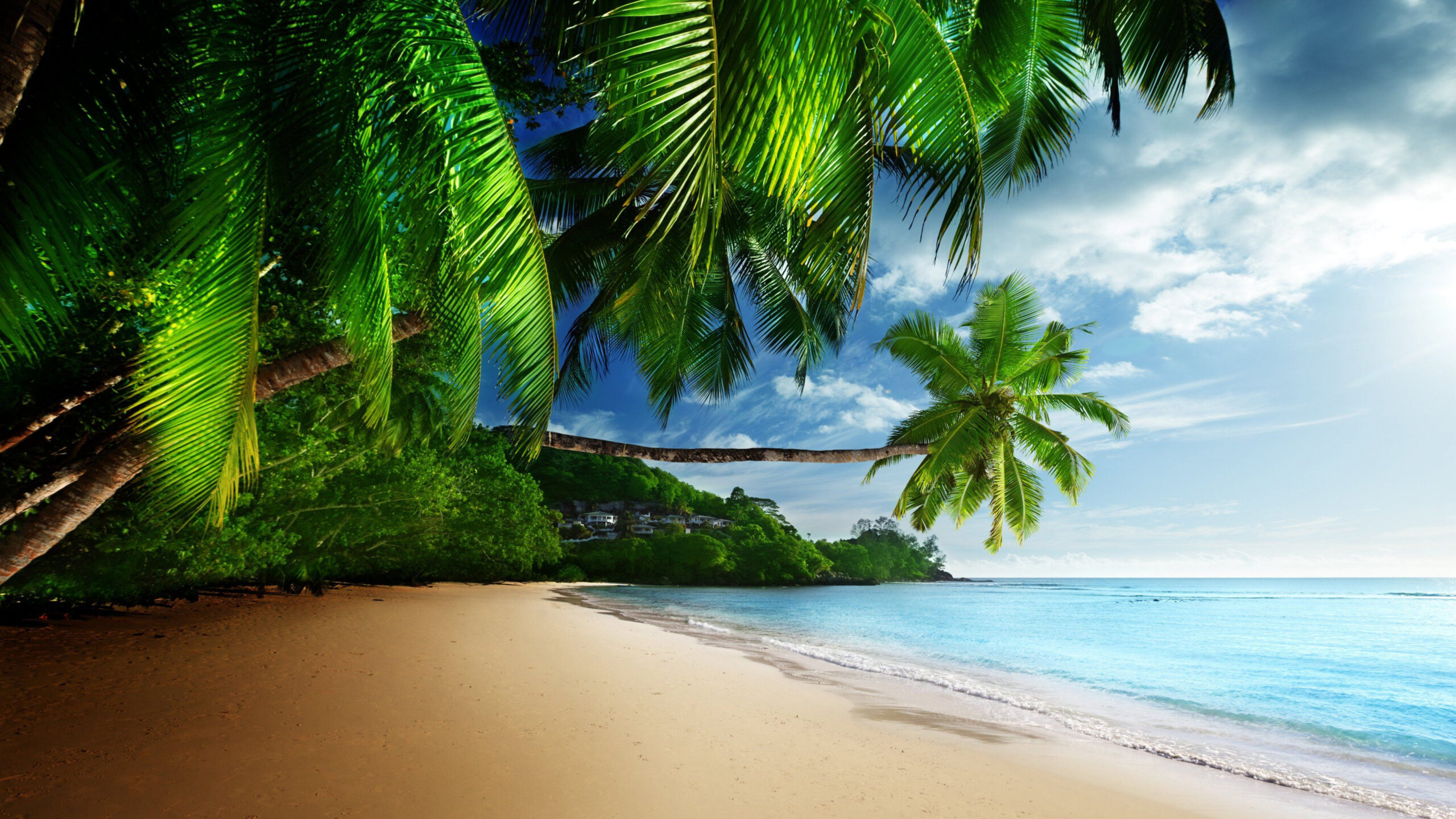 Slanting Palm Coconut Trees On Beach Sand With Long View Of Beach K 2K Beach