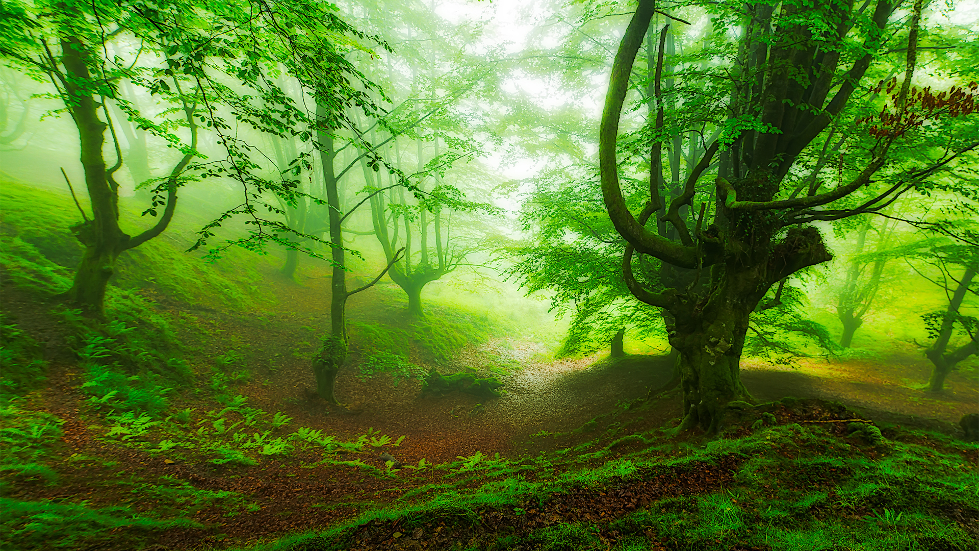 Fog Covered Green Trees Forest 2K Nature