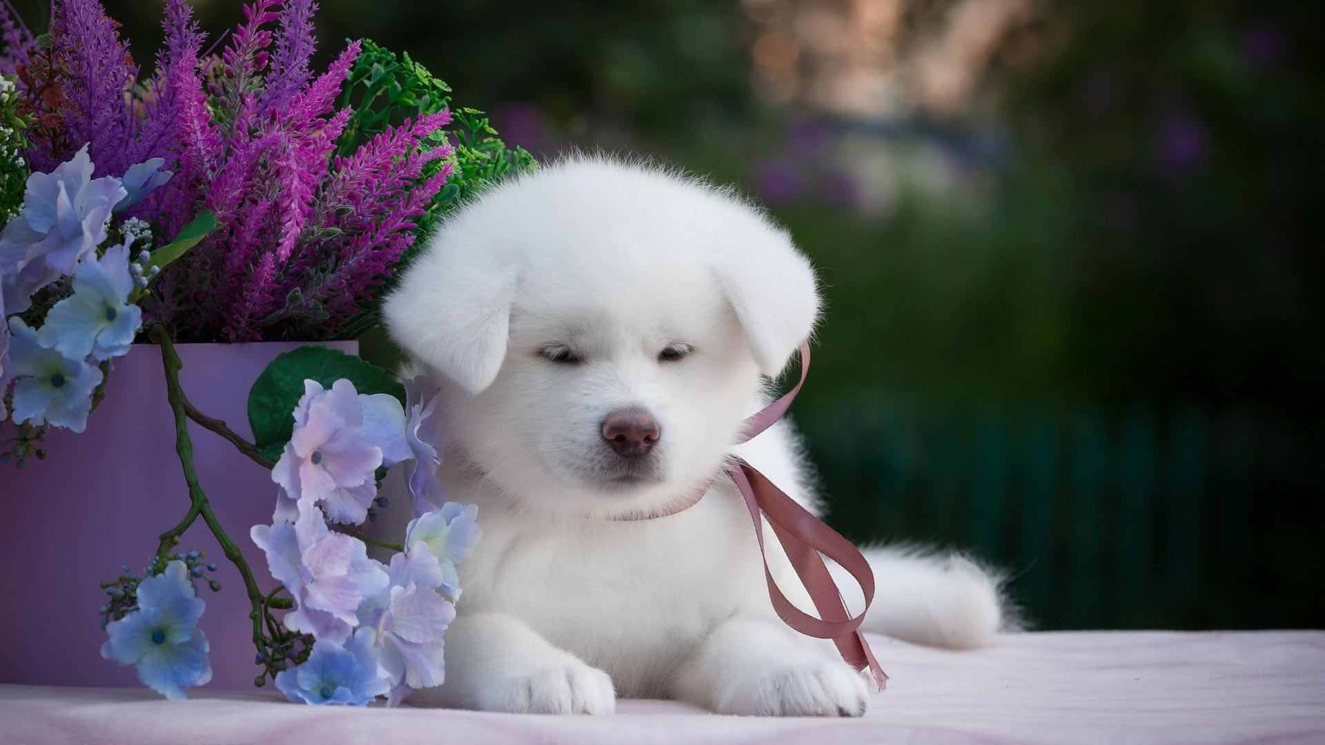 Cute White Puppy Dog Is Sitting Near Purple Flowers 2K Dog