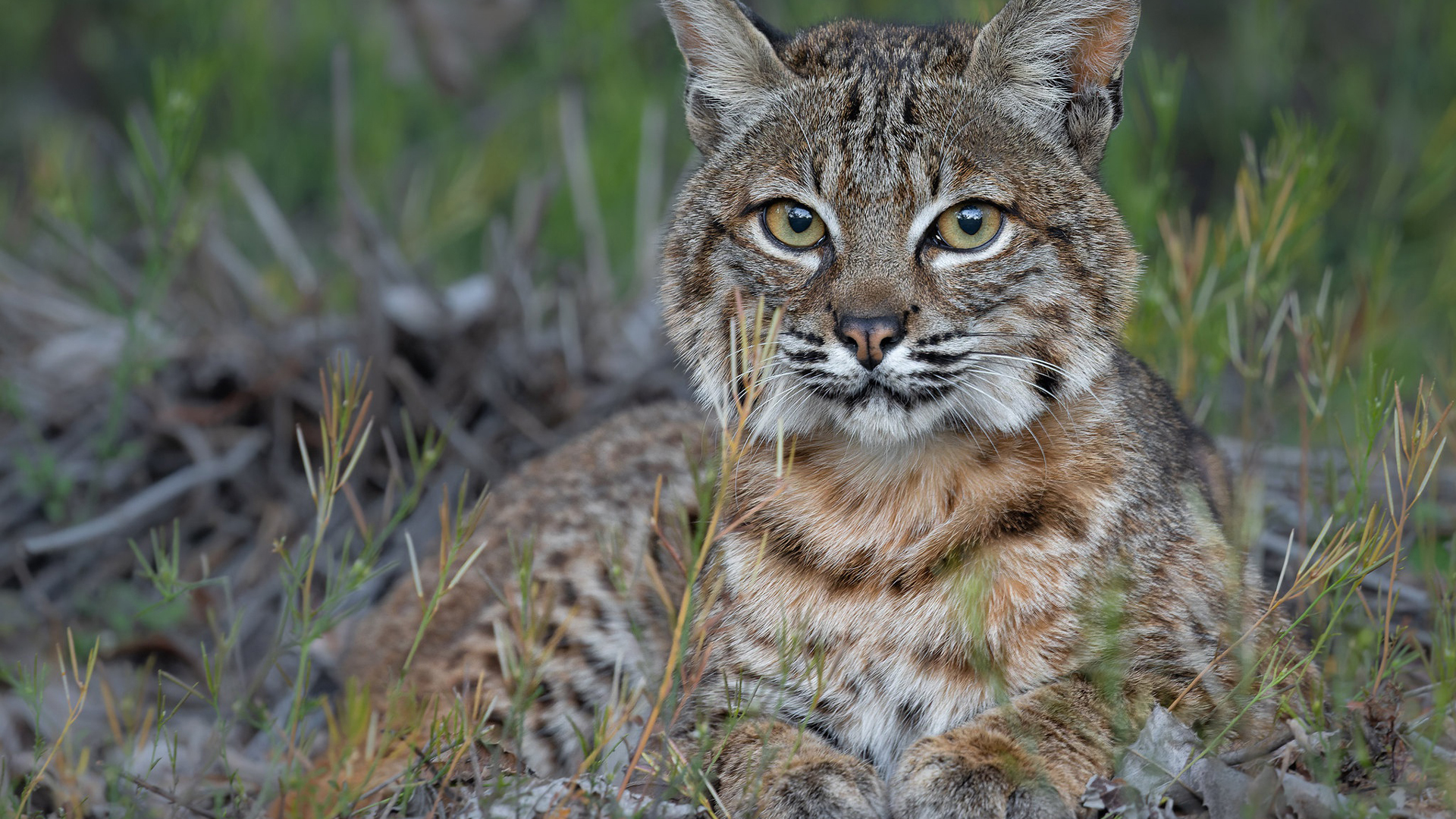 Lynx With Stare Look Is Sitting In Grass Wallpaper 2K Lynx
