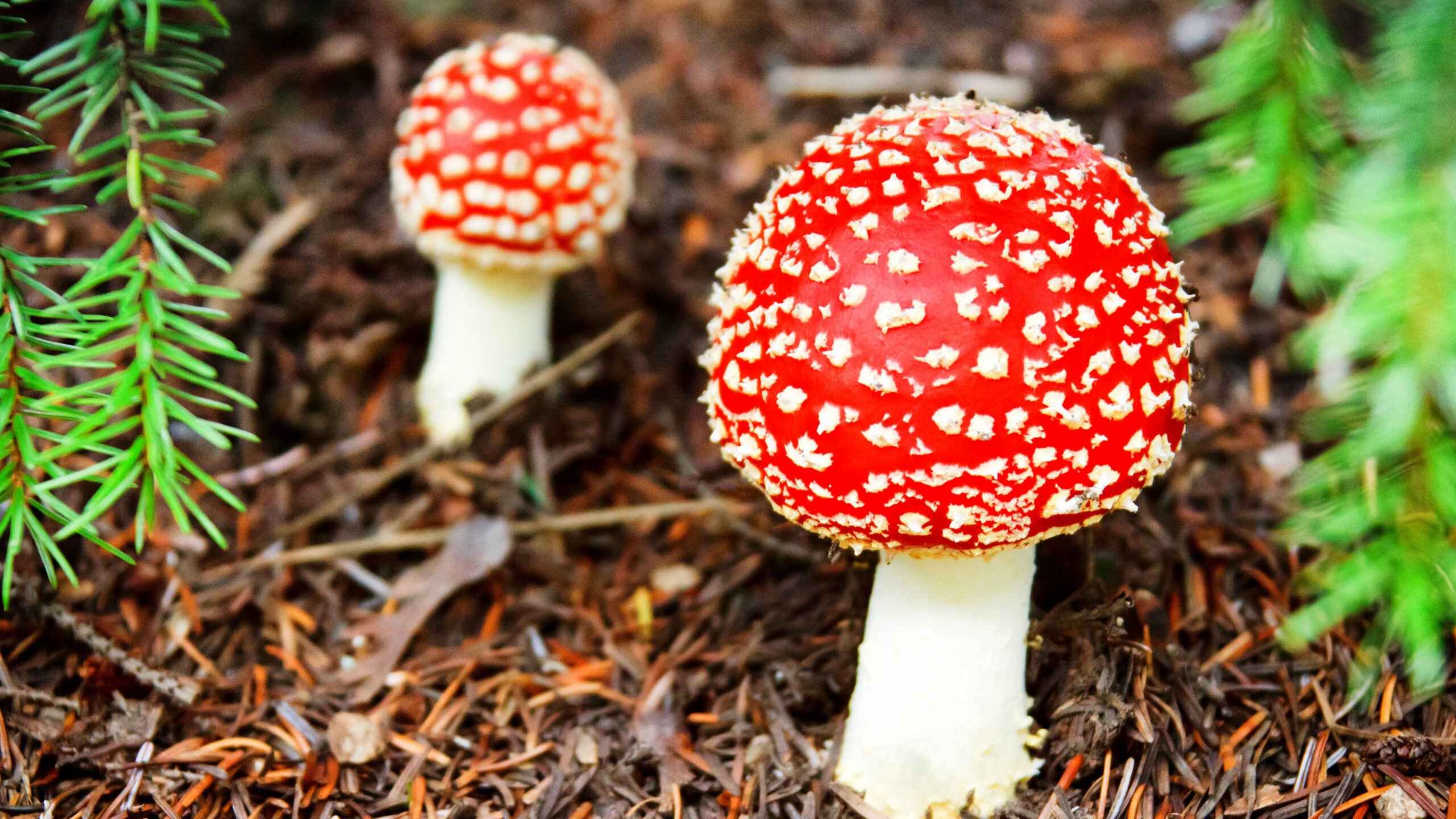 Red Mushrooms On Dry Field K 2K Mushroom