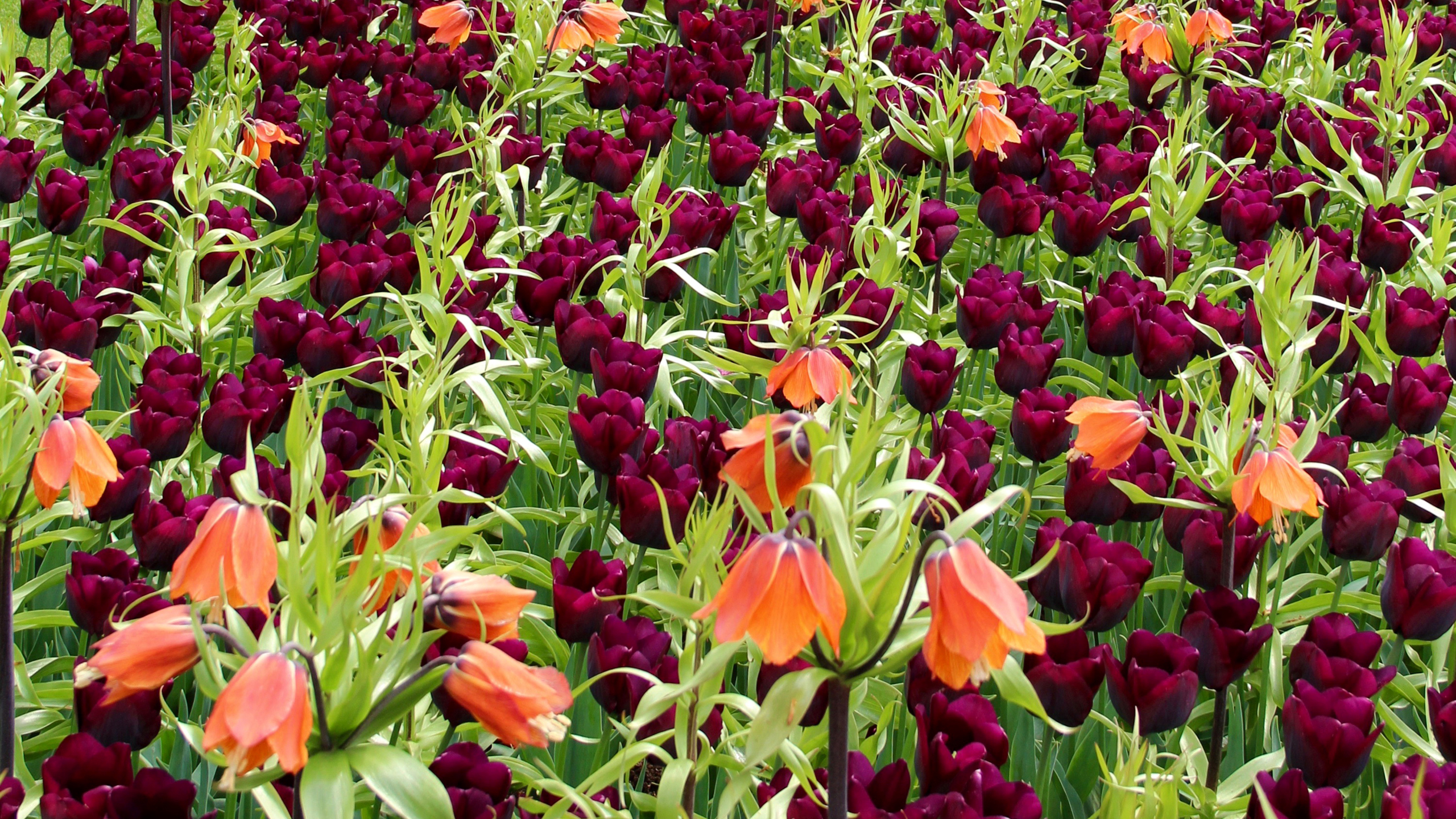 Dark Purple Tulip Flowers Field 2K Flowers