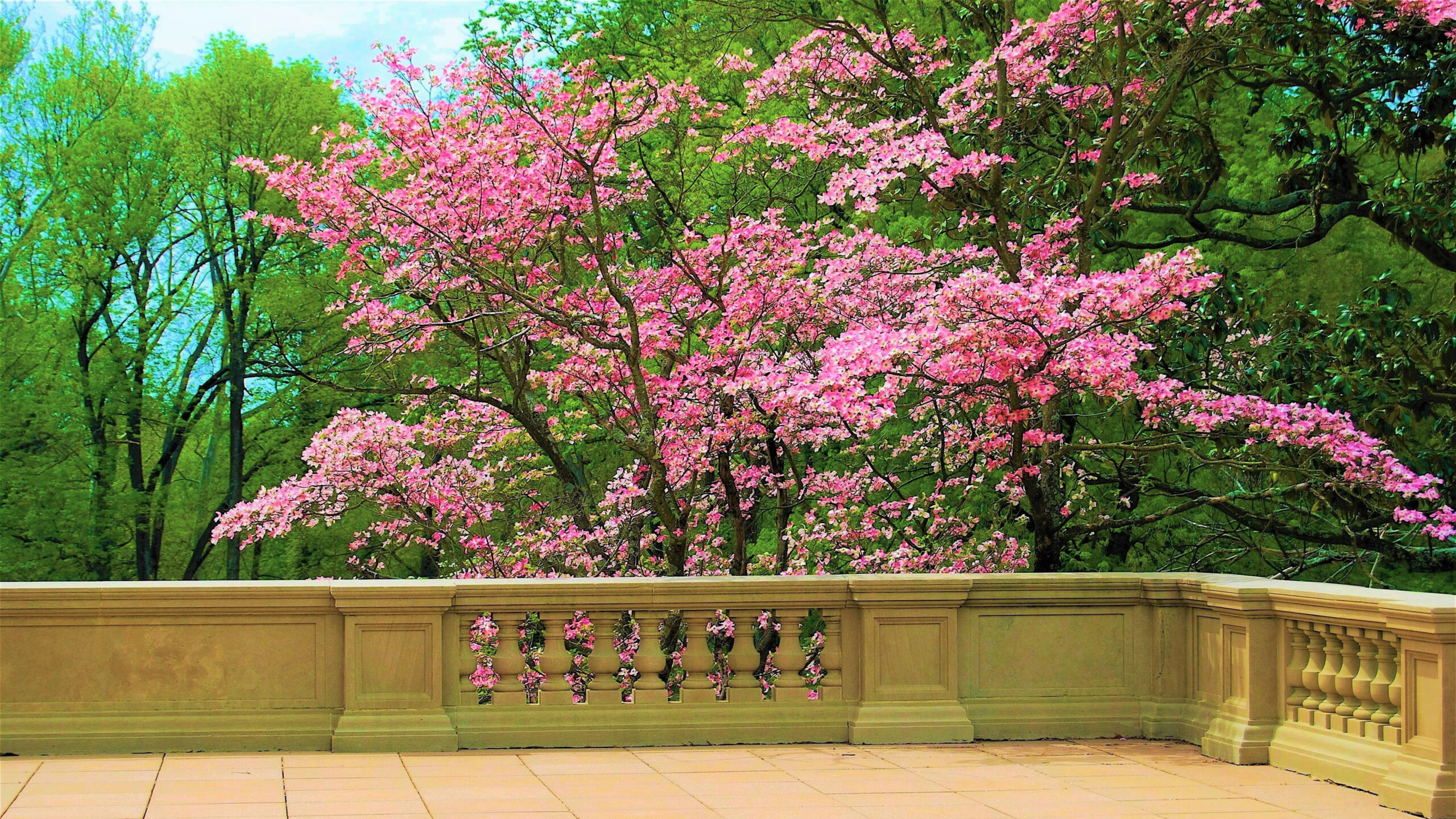 Blossom Courtyard Pink Flower Tree Branches K 2K Flowers