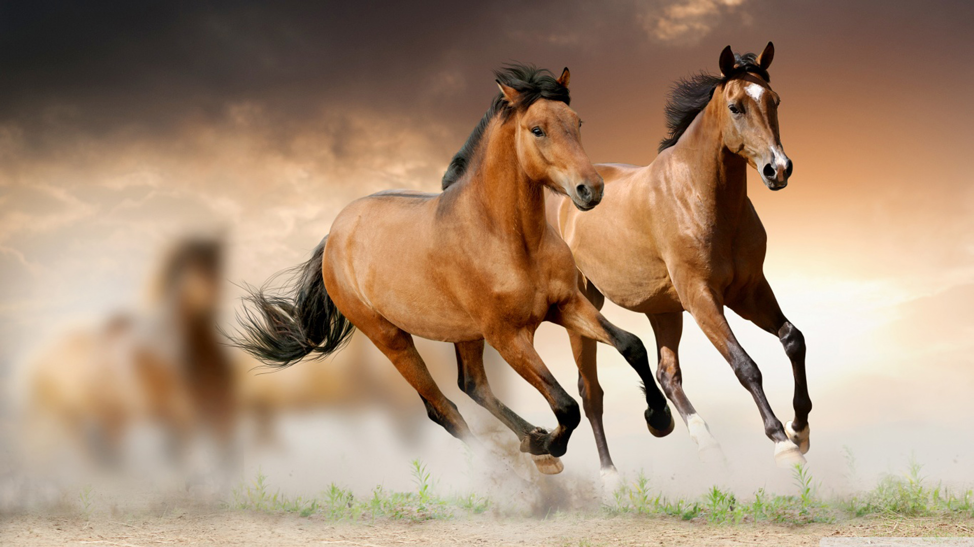 Brown Horses With Cloudy Sky Wallpaper 2K Horse