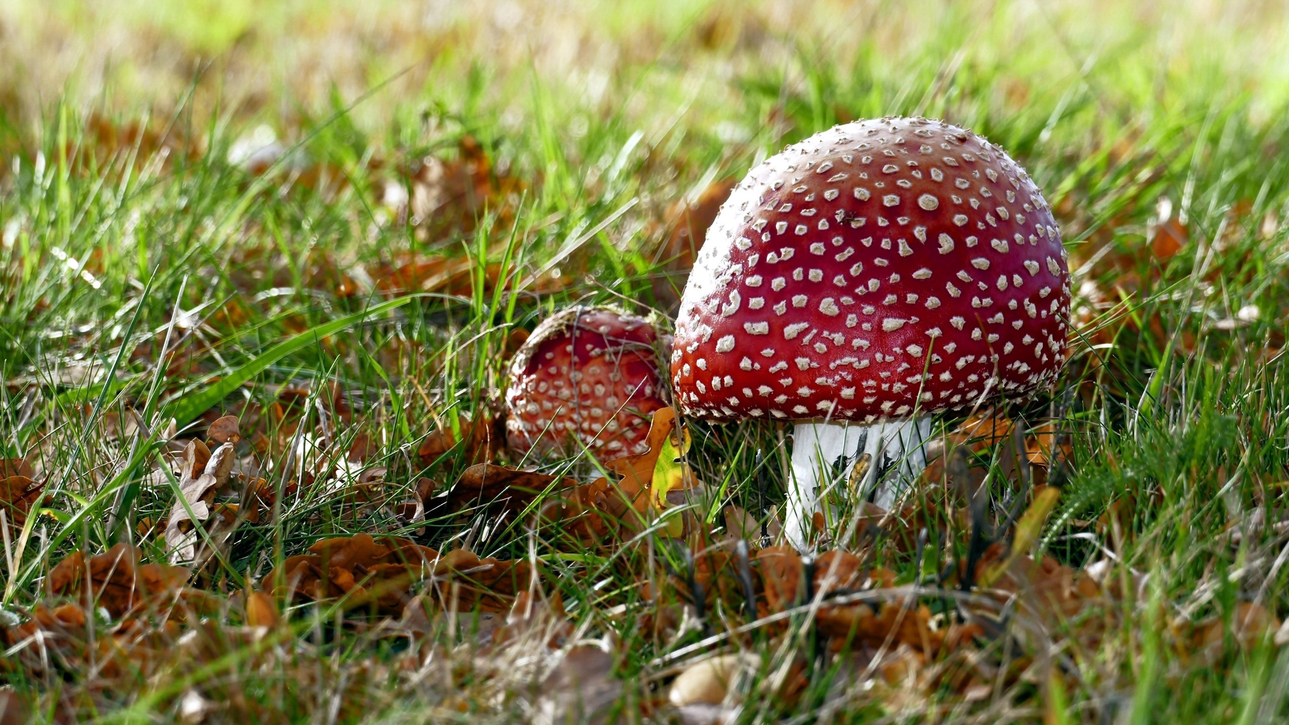 Red Mushroom On Green Grass With Dry Leaves 2K Nature