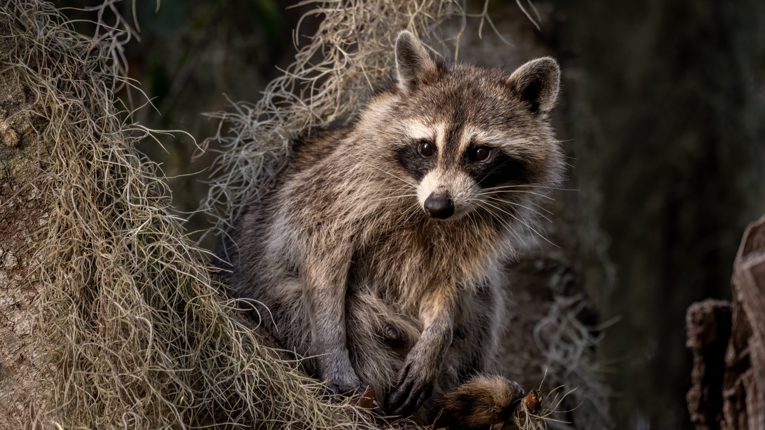 Raccoon Is Sitting On Dry Grass In Dark Wallpaper K K 2K Raccoon