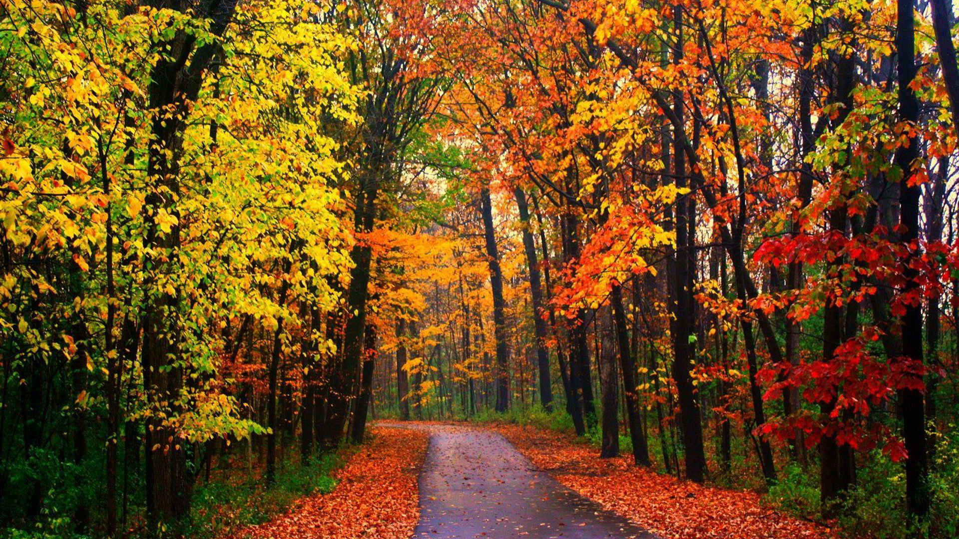 Road Between Red Green Yellow Fall Autumn Leaves Forest Wallpaper 2K Fall