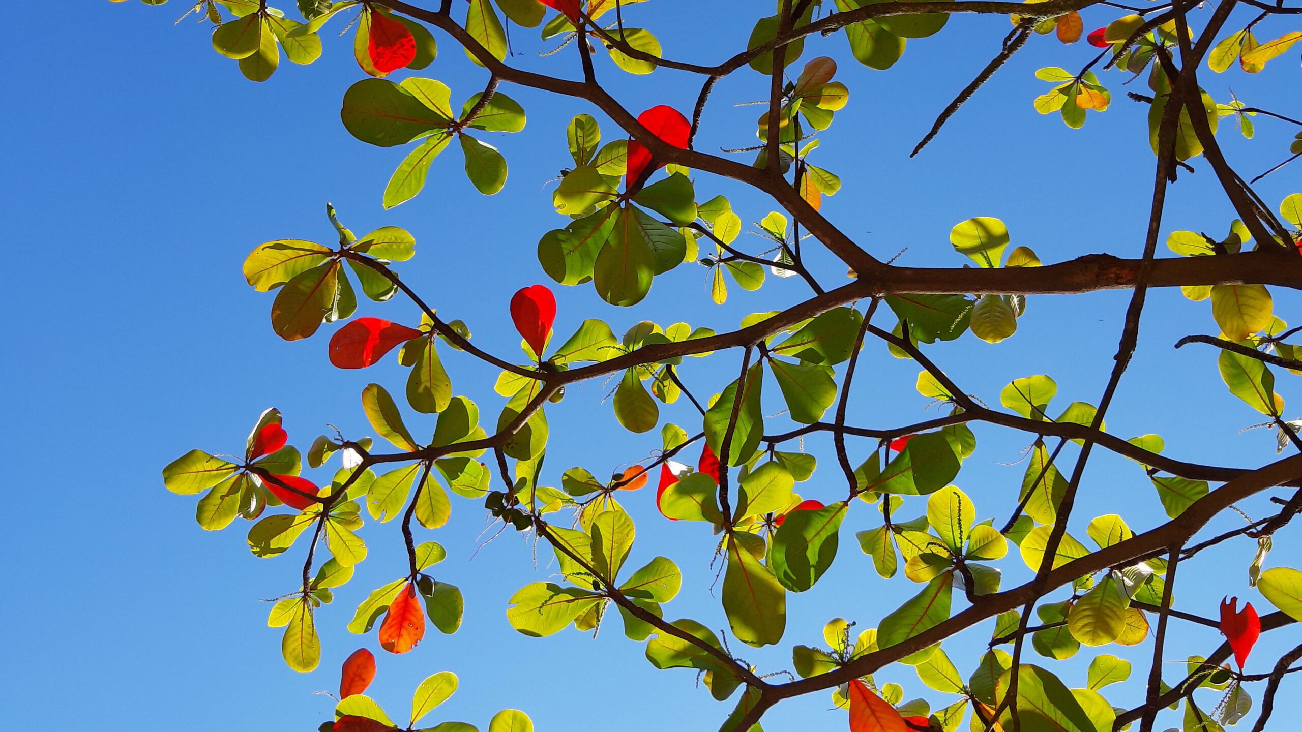 Red Green Leaves Tree Branches In Blue Sky Wallpaper K 2K Nature