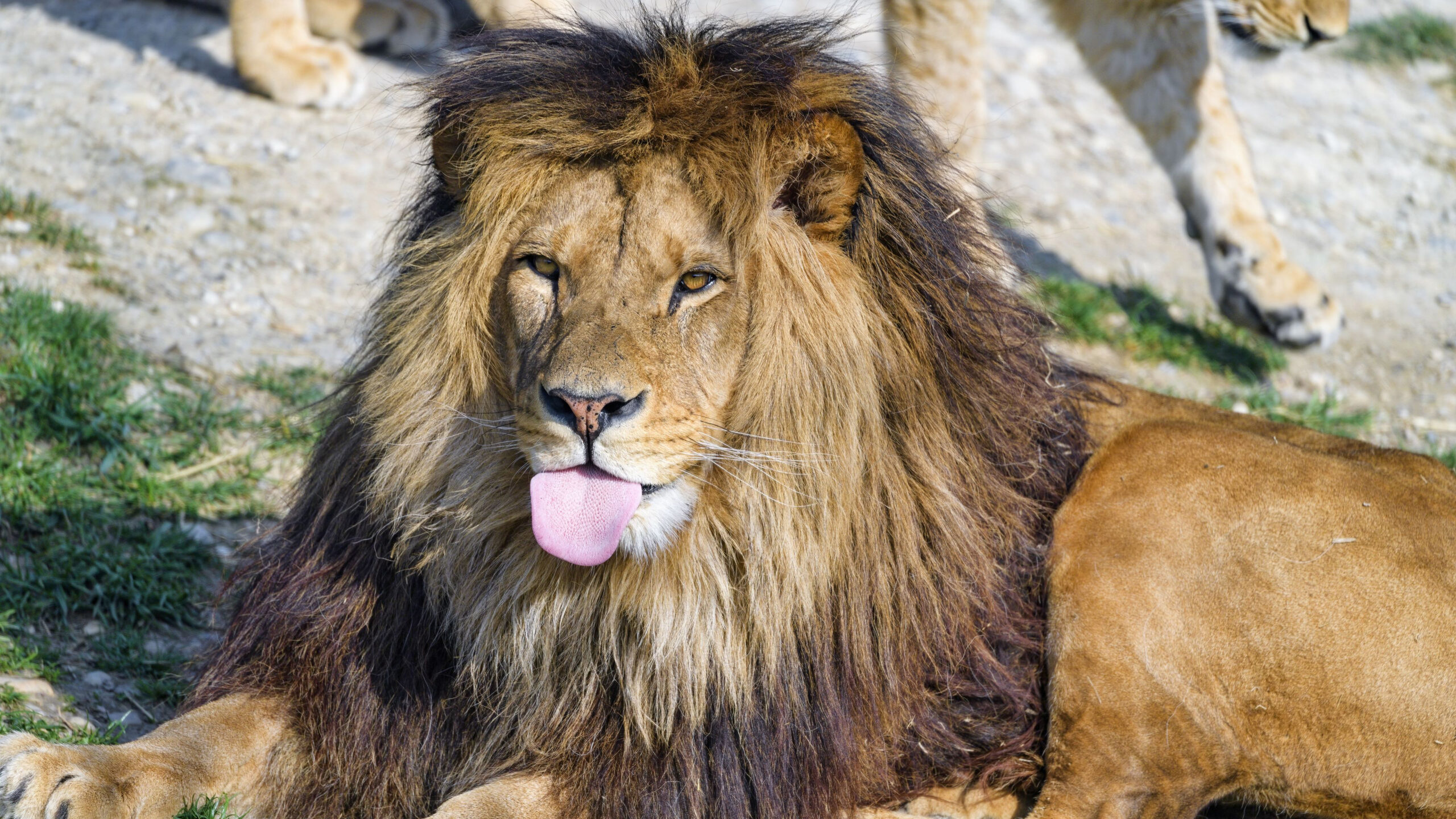 Lion Protruding Tongue K 2K Lion