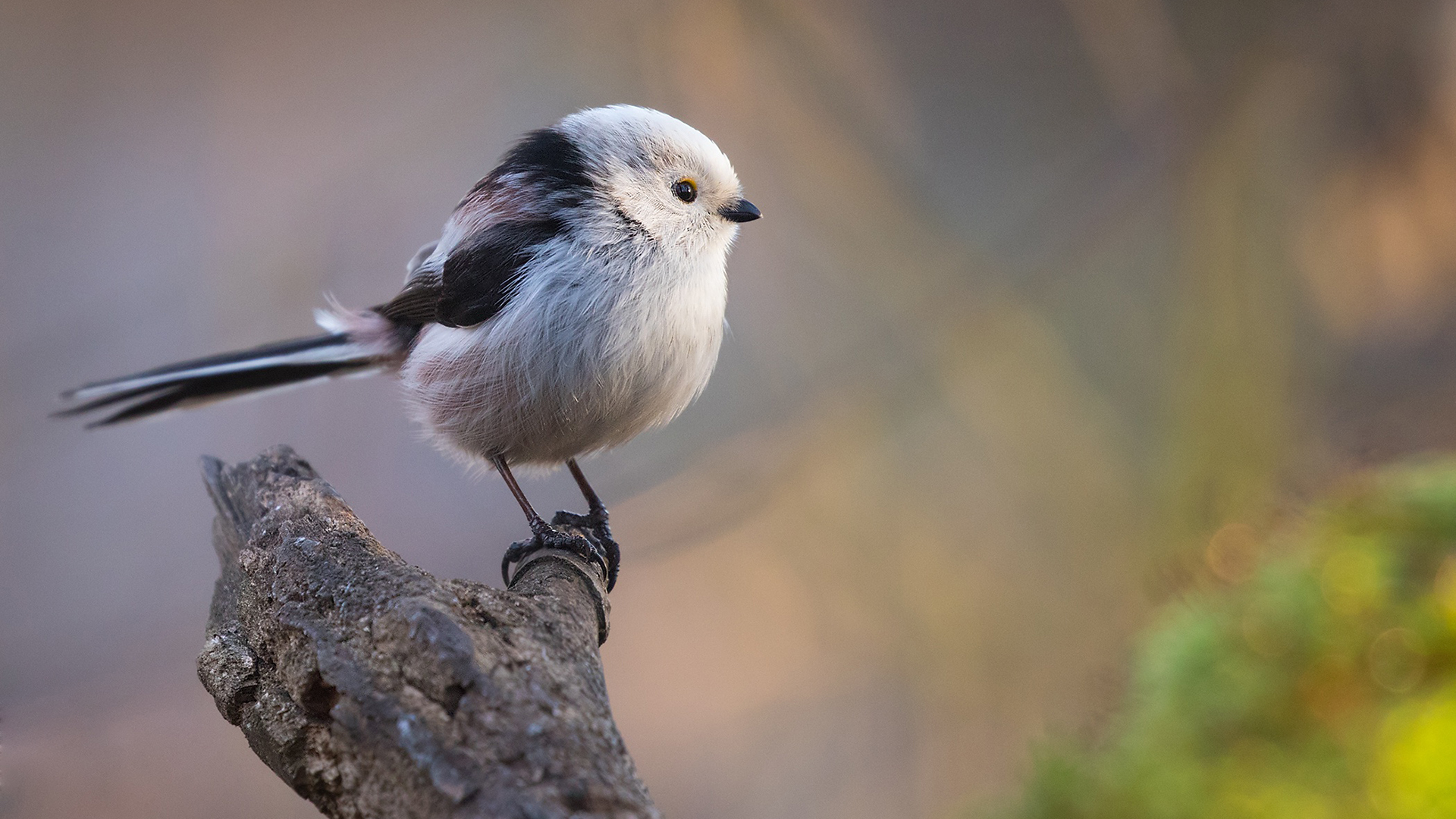 White Black Little Bird Is Standing On Tree Trunk In Blur Wallpaper 2K Birds