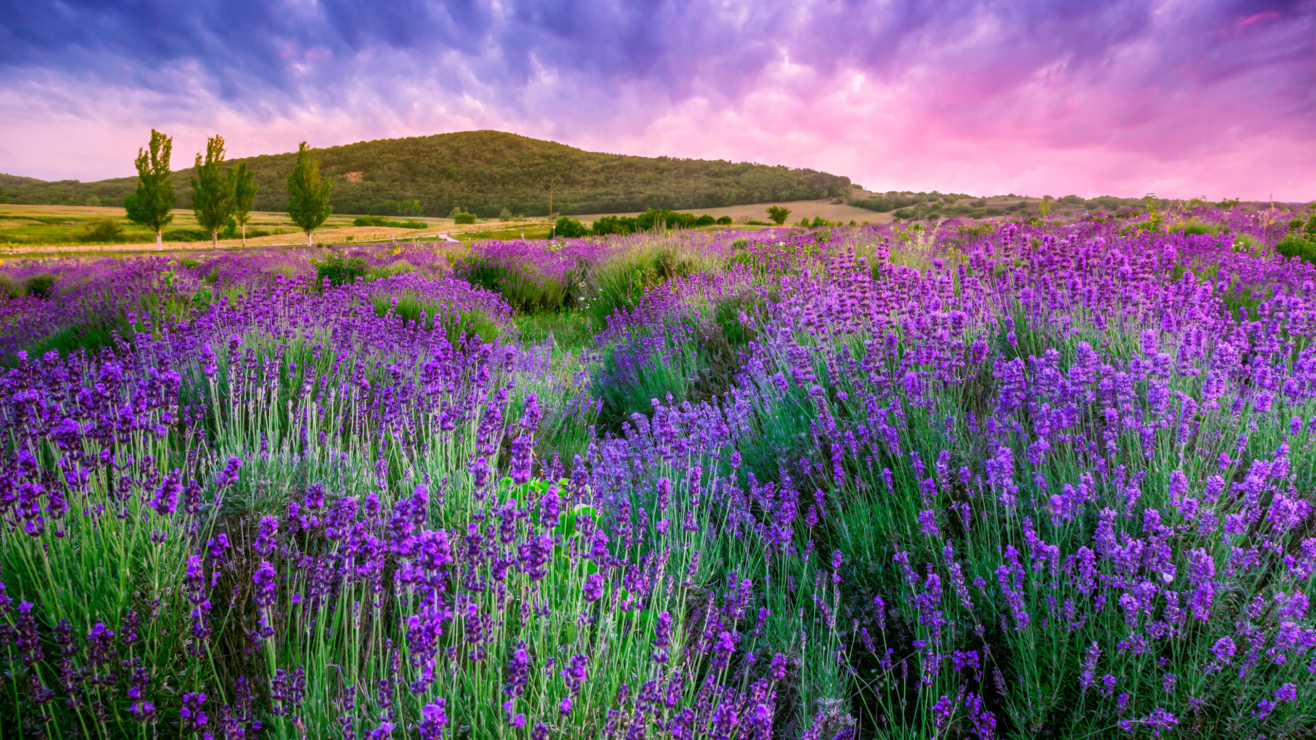 Lavender Flowers Field And Landscape Of Mountains In Light Pink Purple Clouds Sky Wallpaper K 2K Flowers