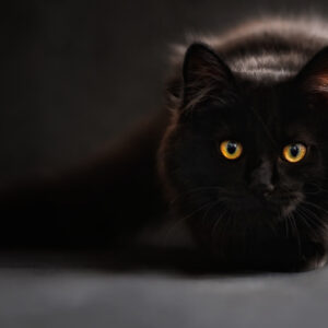 Black Cat