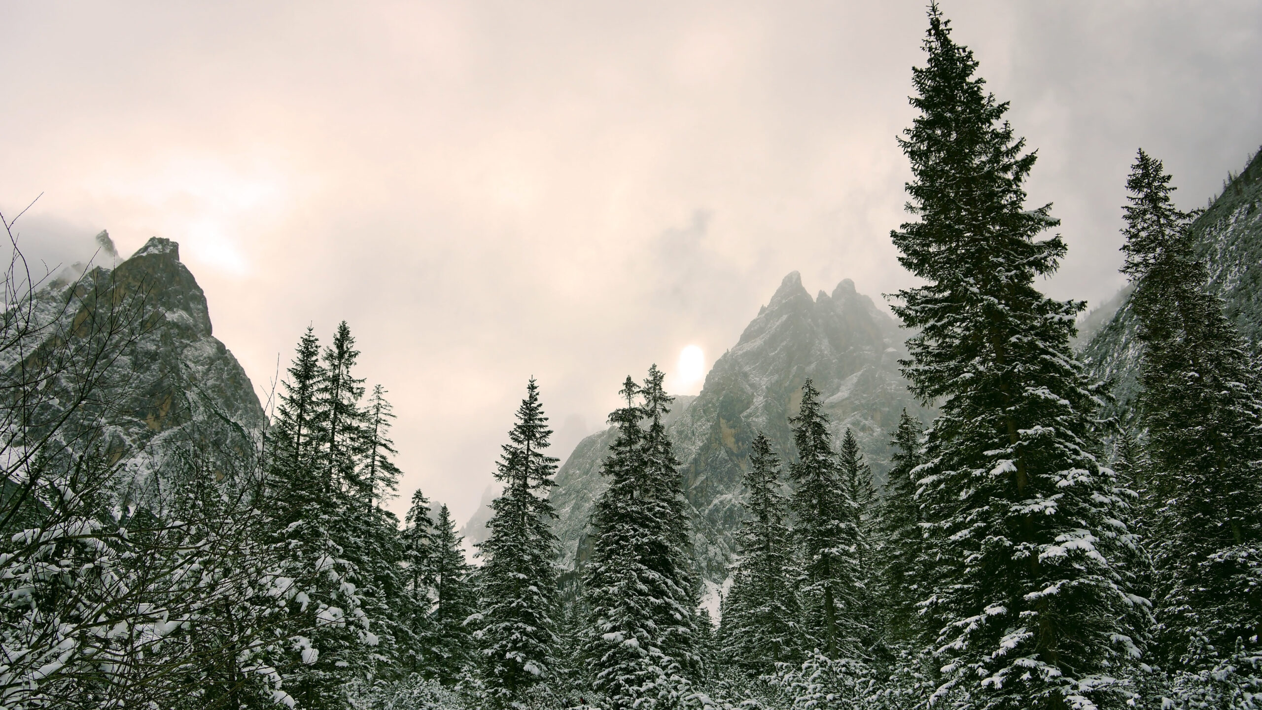 Fir Tree And Rock Mountain With Snow During Winter K K 2K Nature