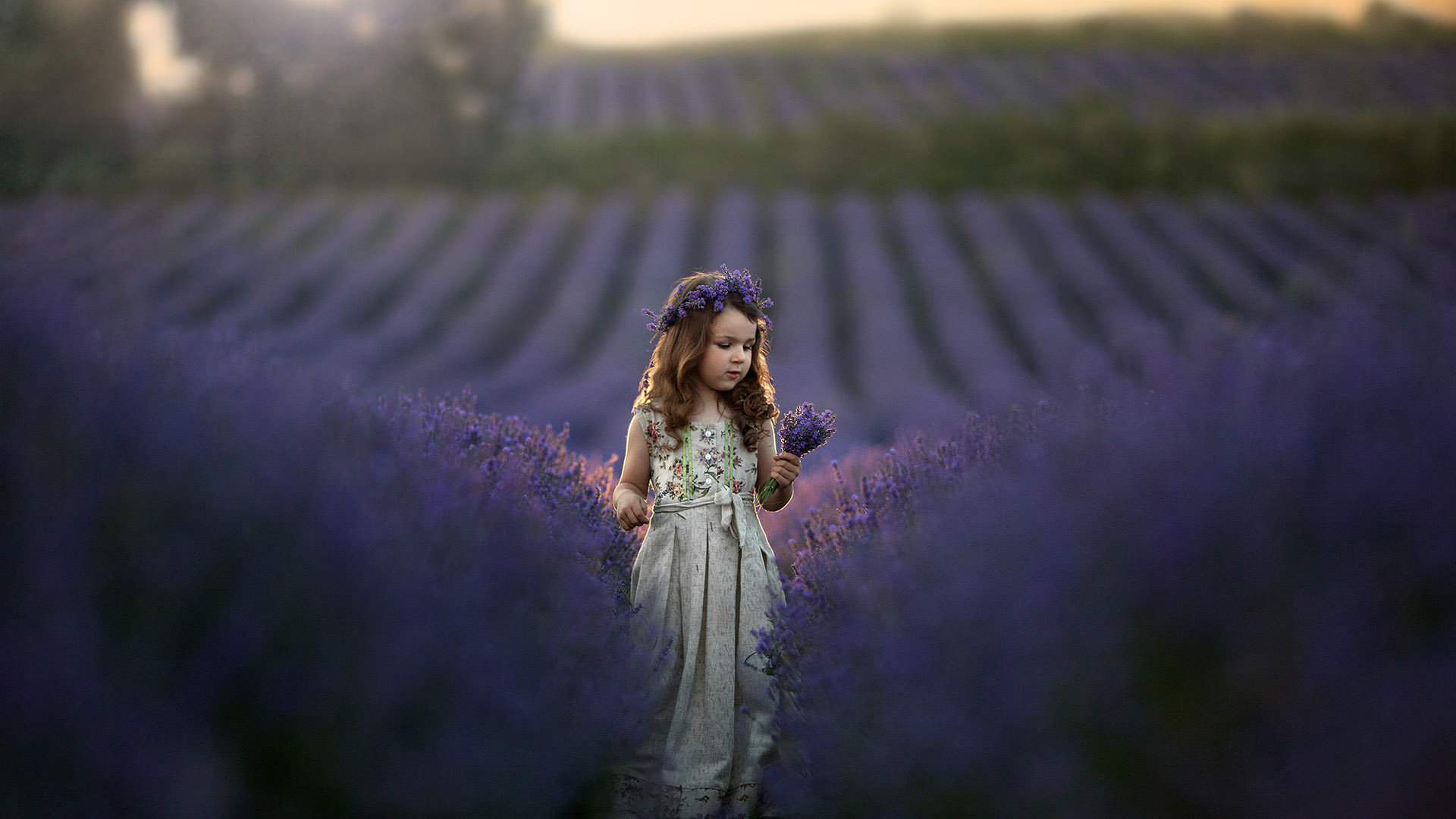 Little Cute Girl Is Standing In Lavender Field With Lavender Flowers Wearing White Dress And Wreath 2K Cute