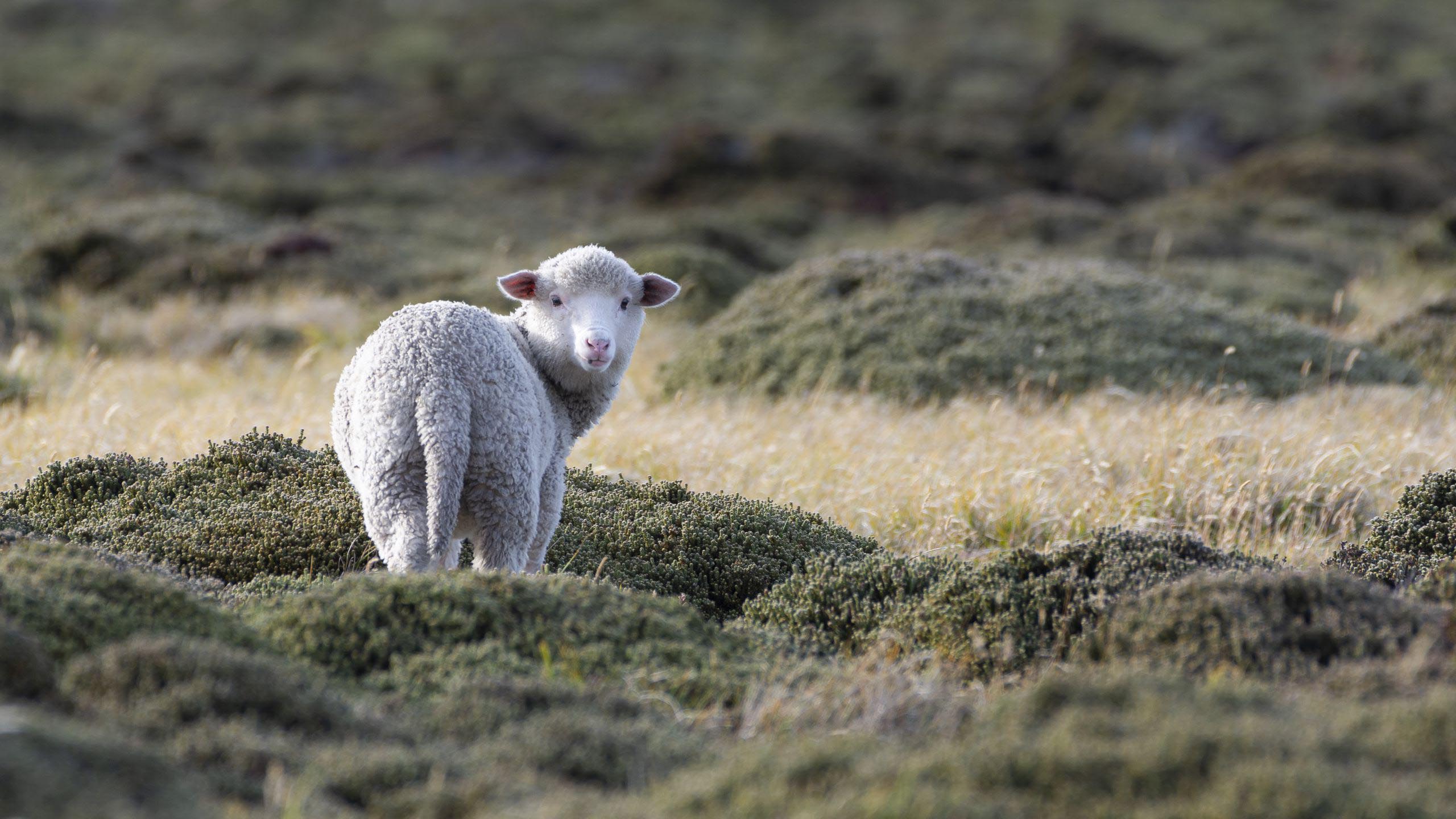 Sheep Is Standing On Grass 2K Sheep