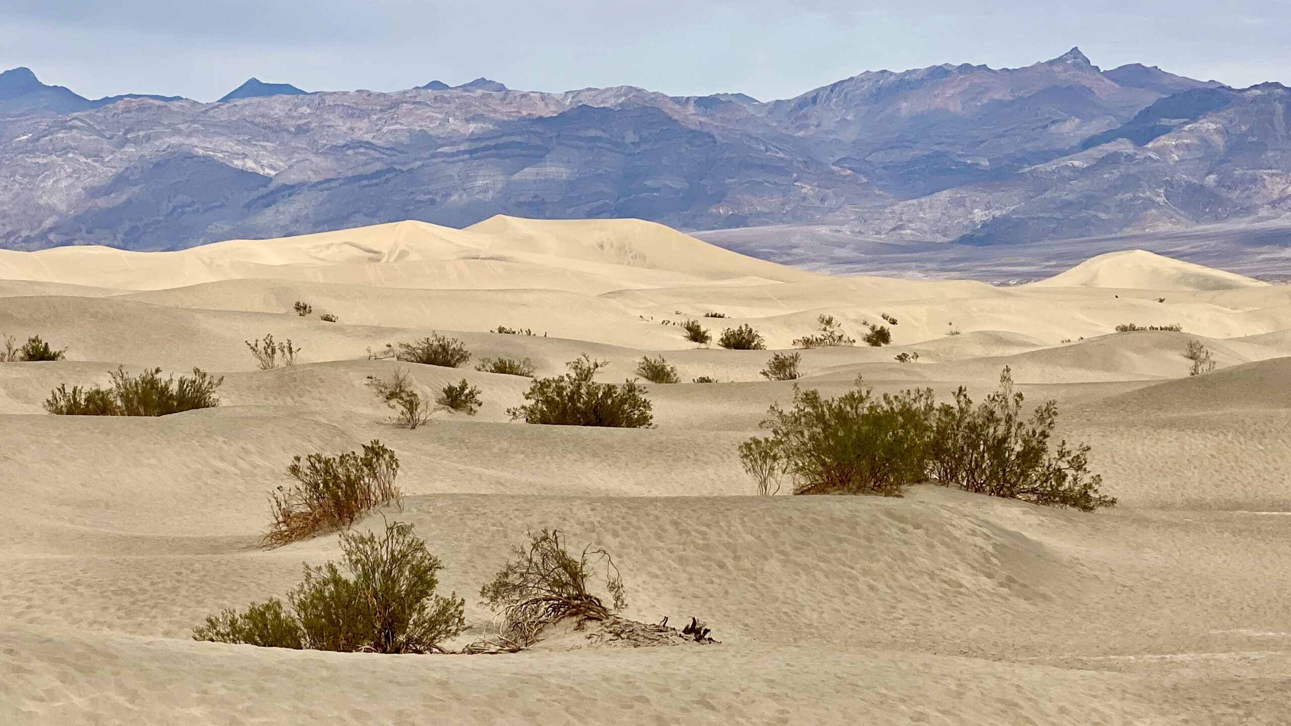 White Sand Bushes Desert Dunes Rock Mountains K 2K Nature