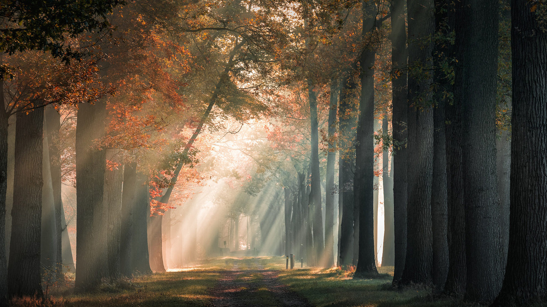 Path Between Autumn Trees Branches Sunrays Fog 2K Nature