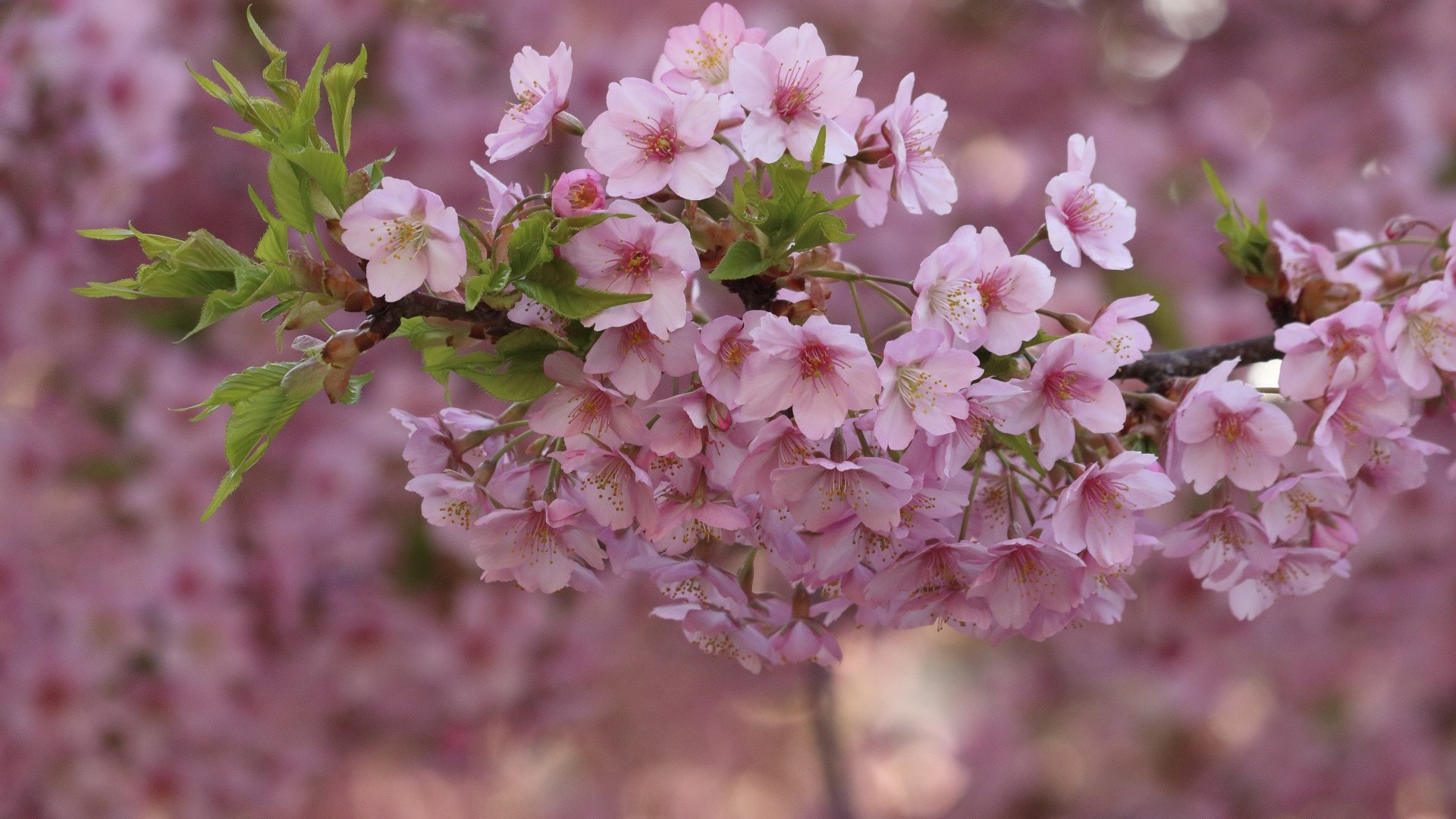 Spring Cherry Pink Blossom Flowers Tree Branches 2K Flowers