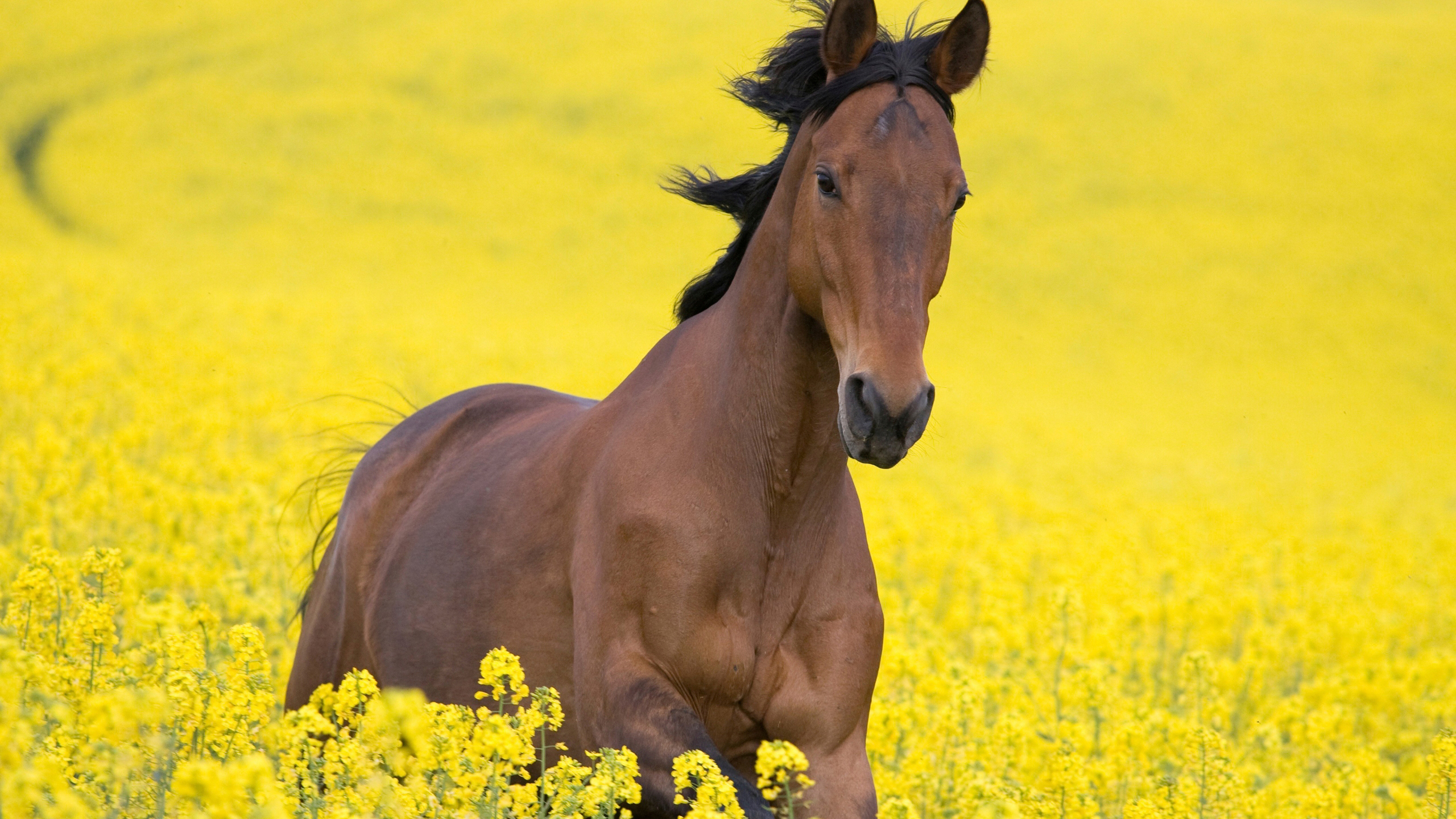 Brown Horse With Wallpaper Of Yellow Flowers 2K Horse