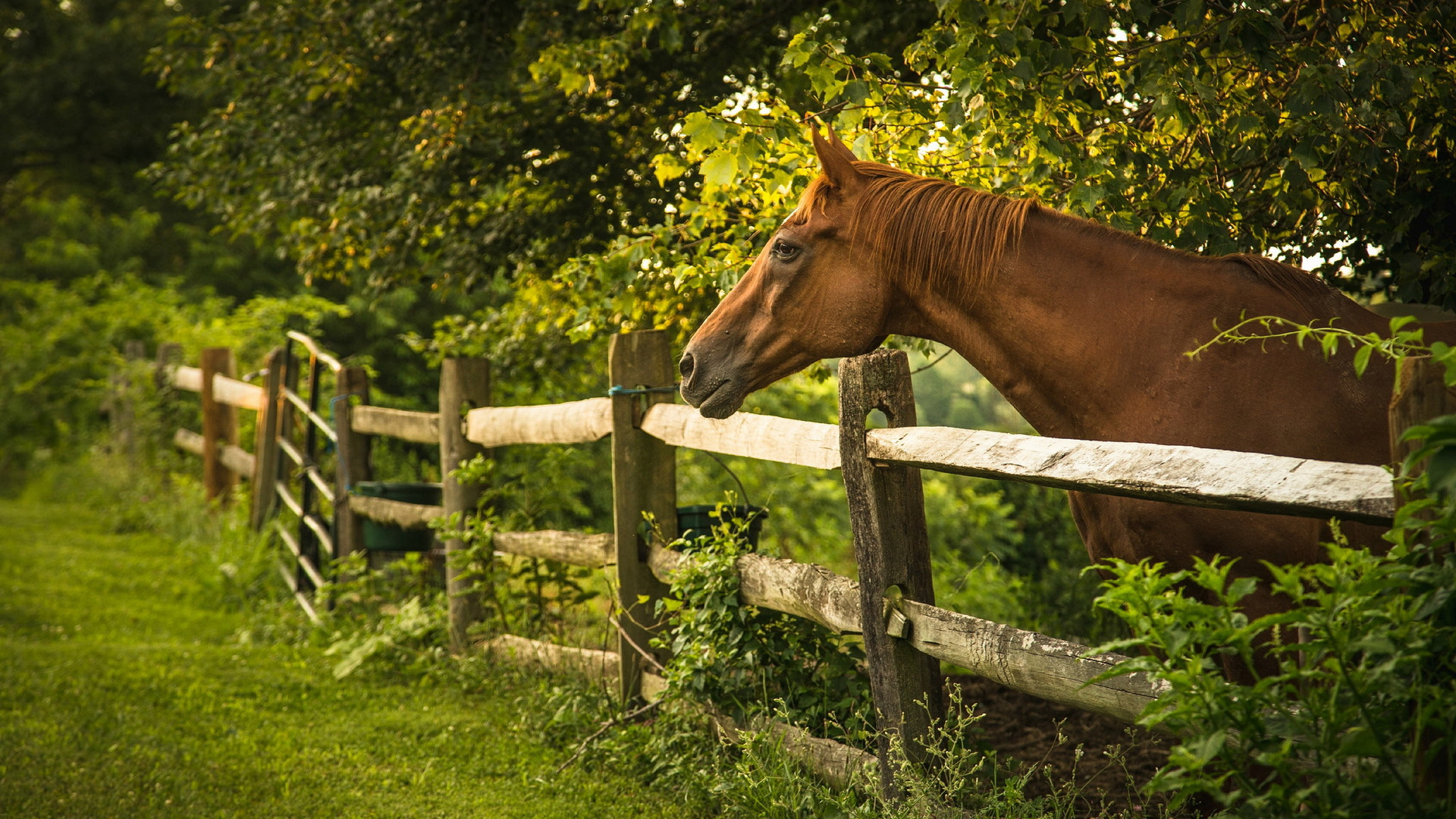 Brown Horse Is Standing Near Wooden Fence With Trees Wallpaper 2K Horse