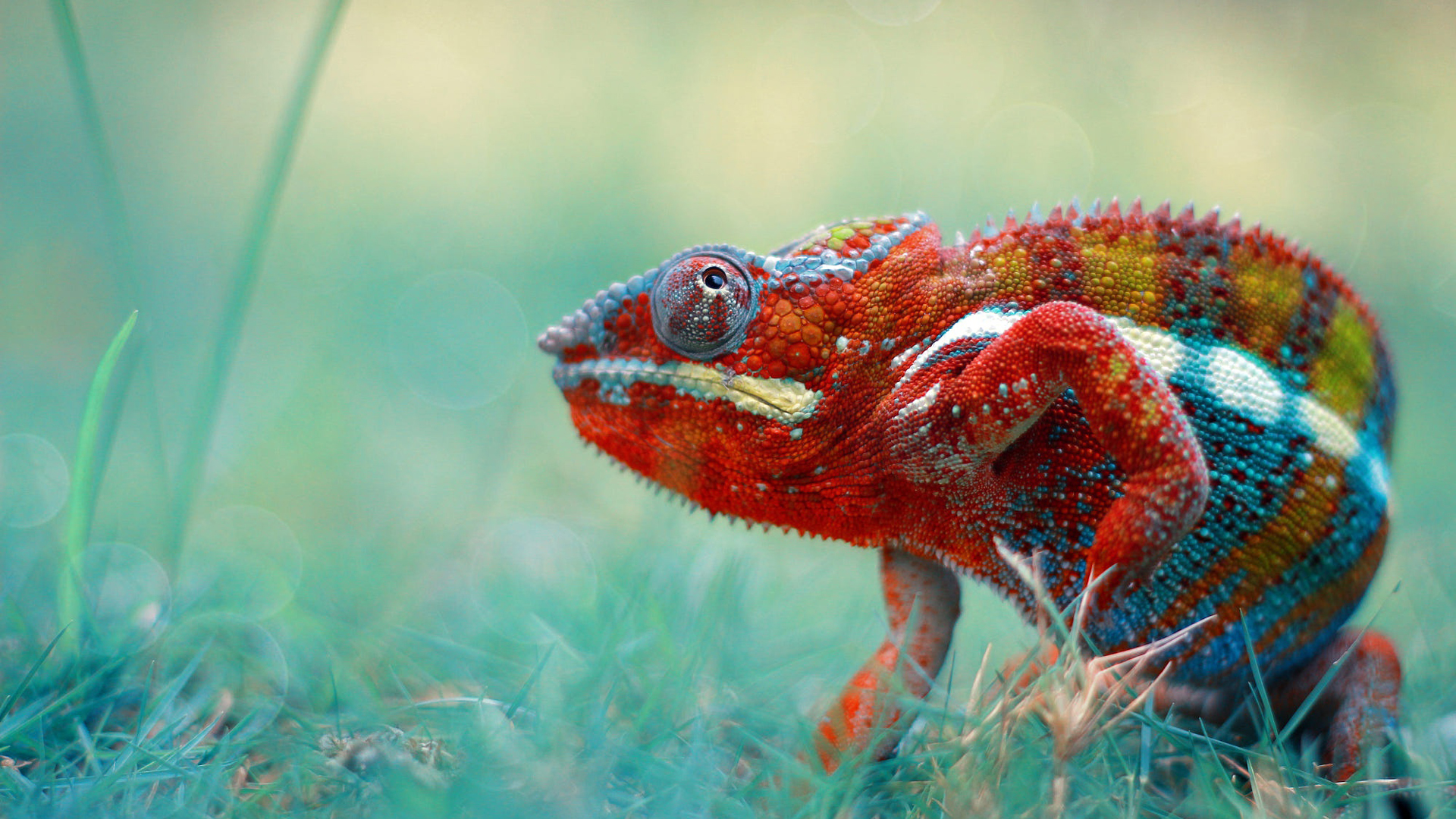 Colorful Chameleon Lizard Is Standing In Blur Wallpaper 2K Chameleon