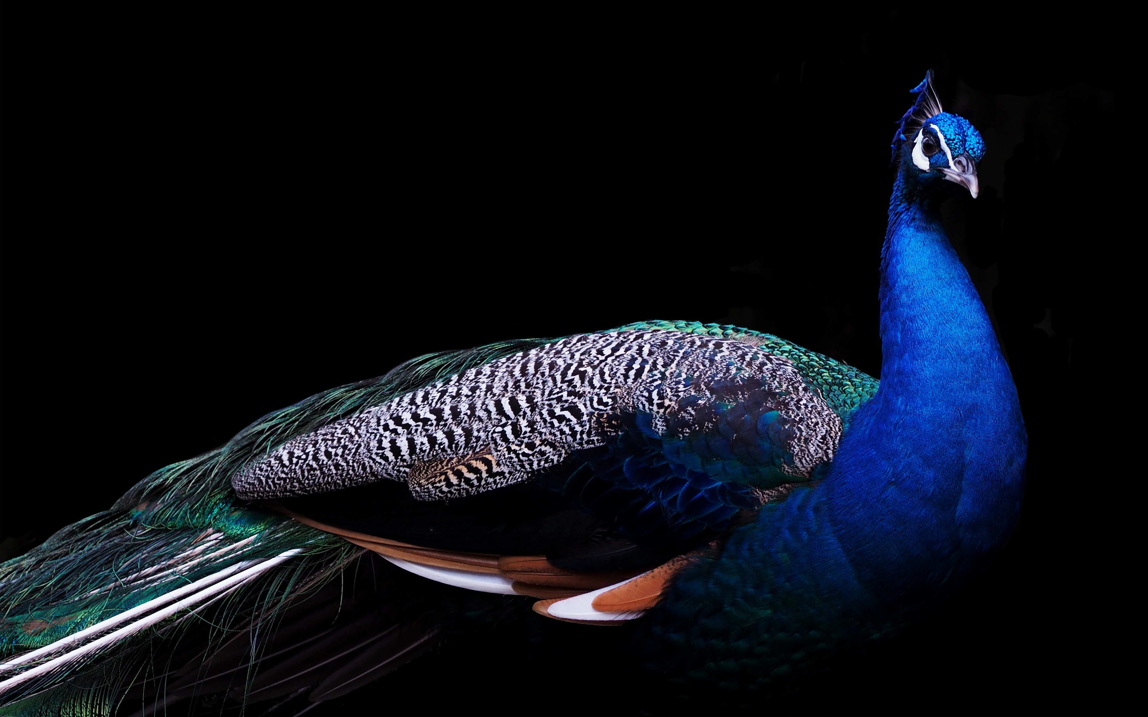 Beautiful Peacock K