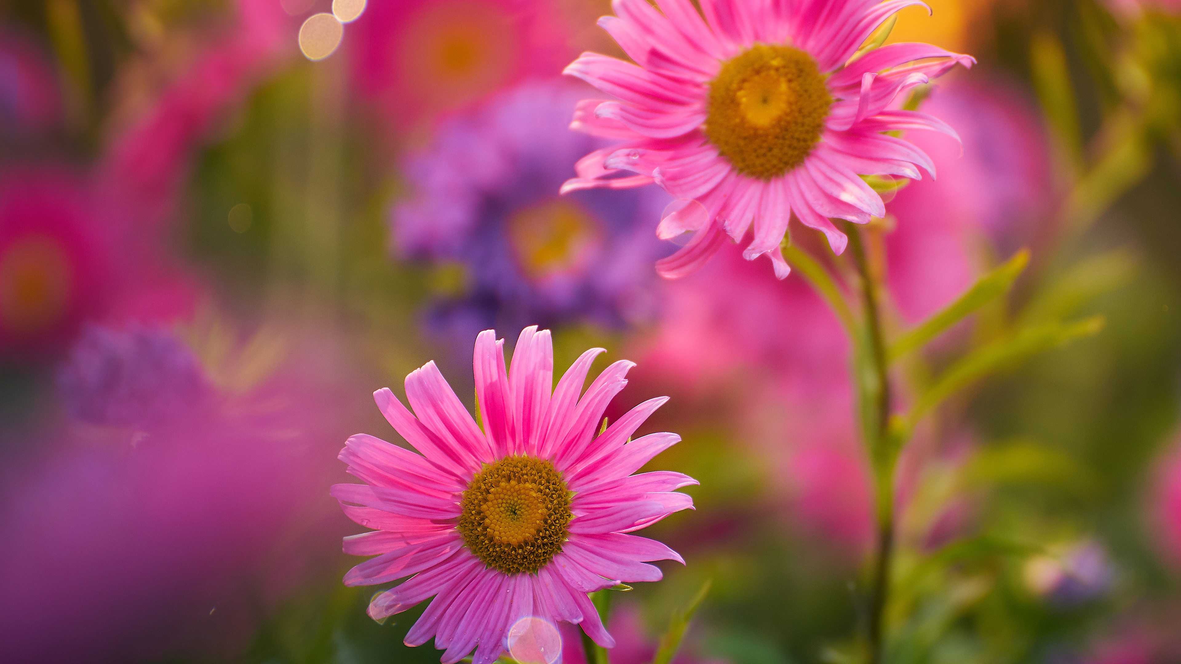 Pink Flowers In Blur Wallpaper K 2K Flowers