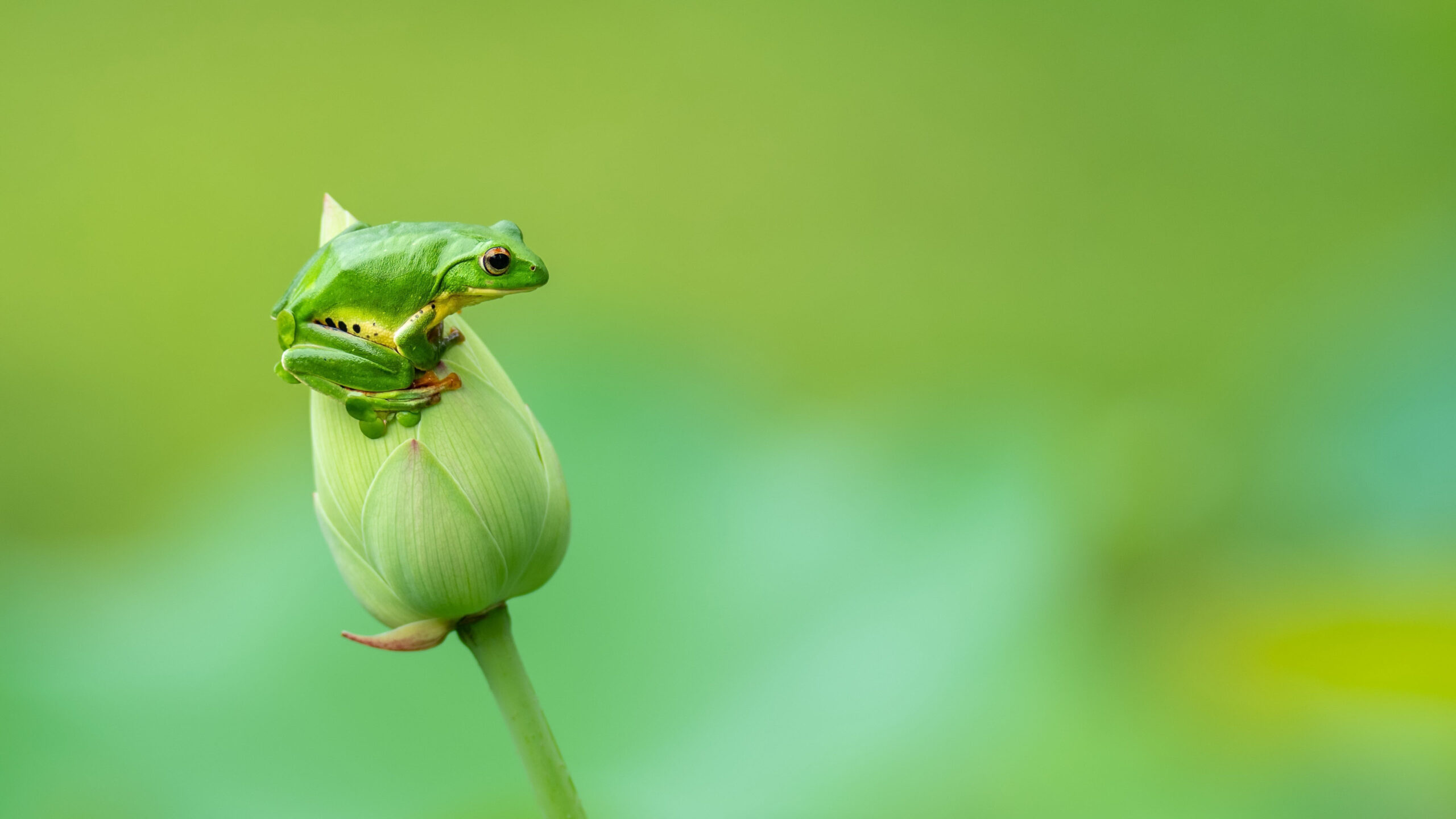 Amphibian Frog On Lotus Flower Bird In Green Wallpaper K 2K Frog