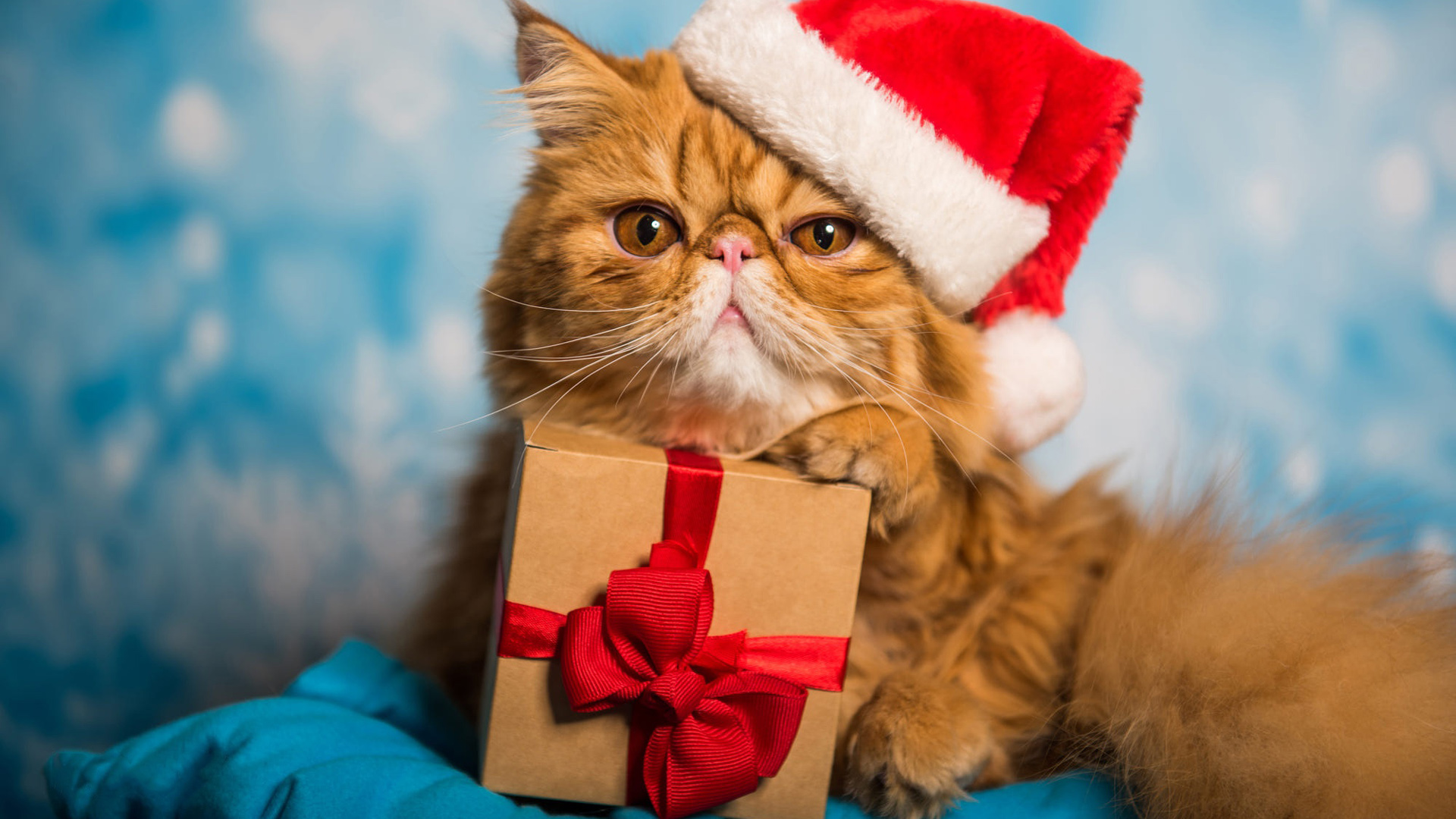 Brown Persian Cat With Santa Claus Cap Is Holding Gift Box 2K Cat