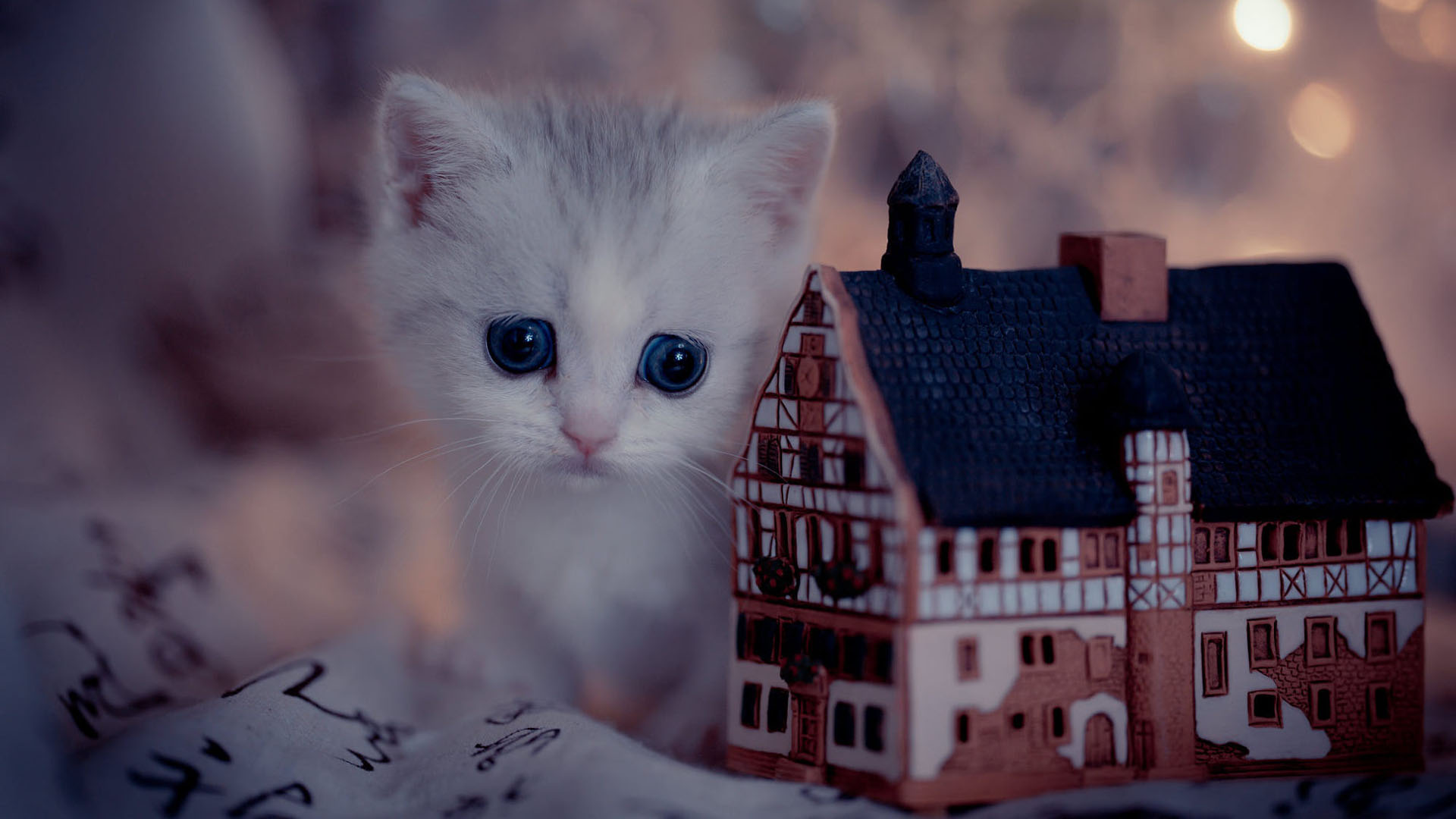Blue Eyes White Cat Kitten Is Standing Near Toy House 2K Cat