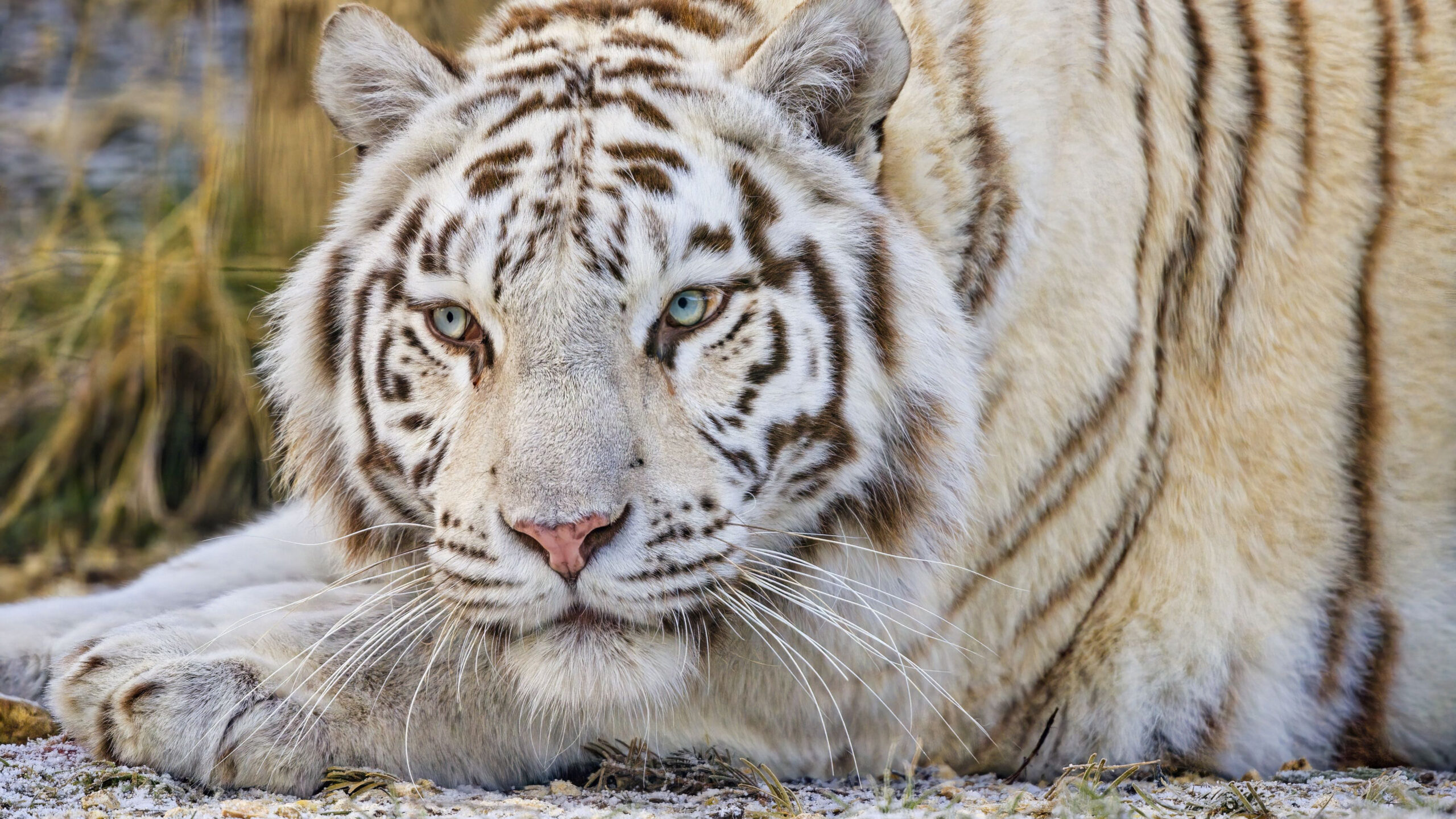 Closeup View Of White Tiger Is Lying Down On Ground In Blur Wallpaper K 2K Tiger