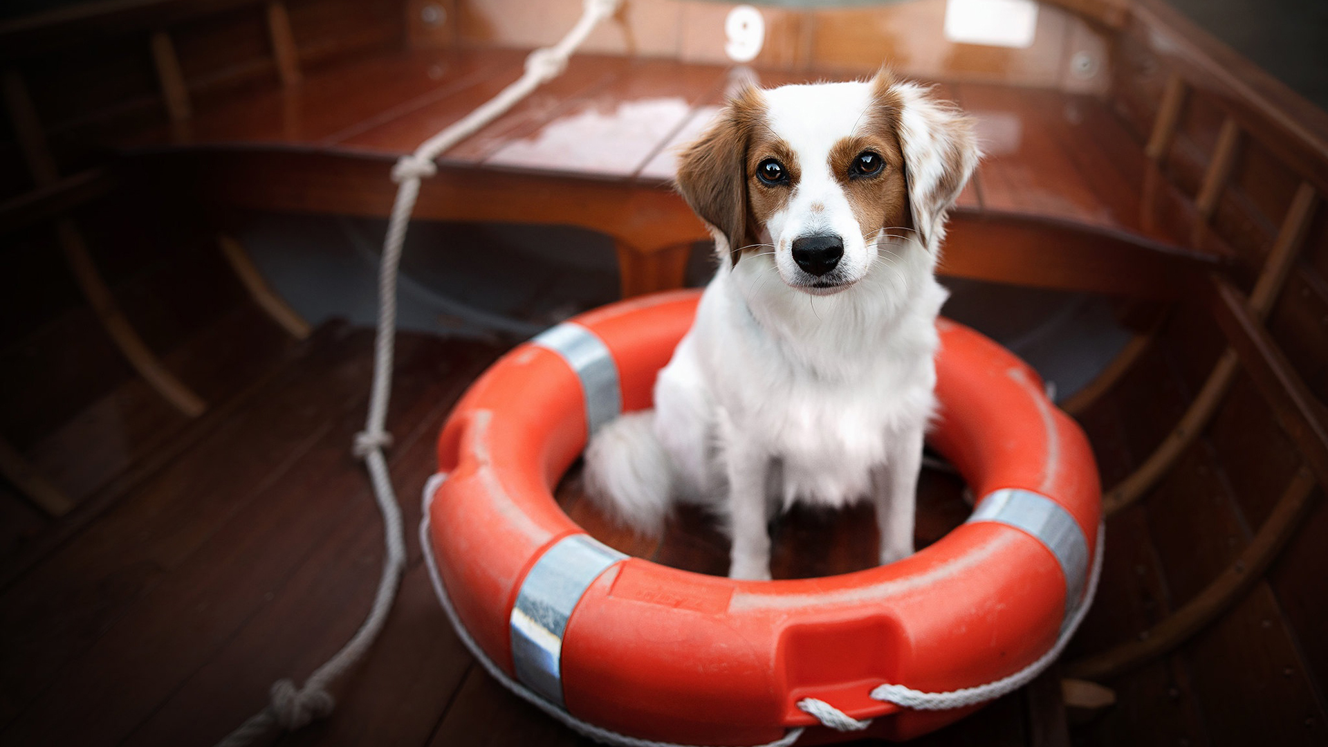 White Brown Dog Is Sitting Inside Swim Ring On Boat 2K Dog